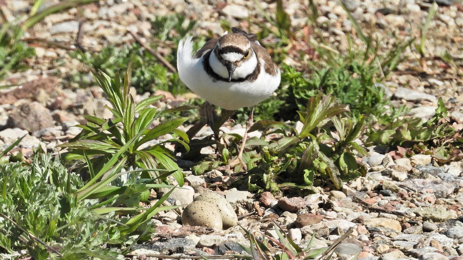 Nikon Coolpix P1000 sample photo. Charadrius dubius, small plover photography