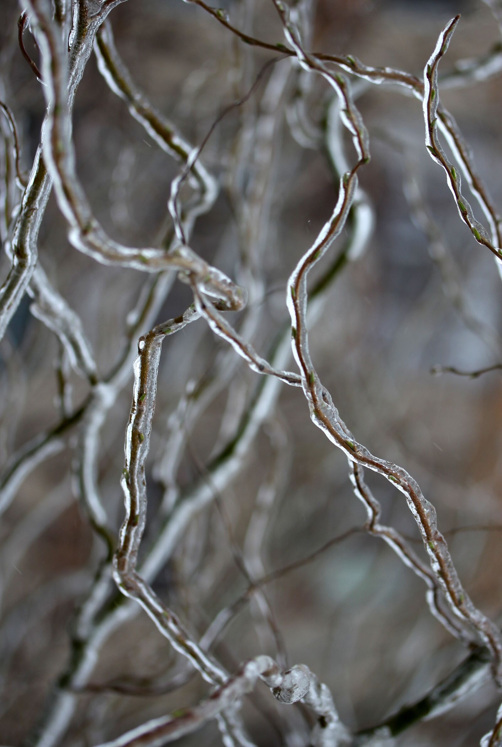 Canon EF-S 60mm F2.8 Macro USM sample photo. Casey, frozen, ice photography