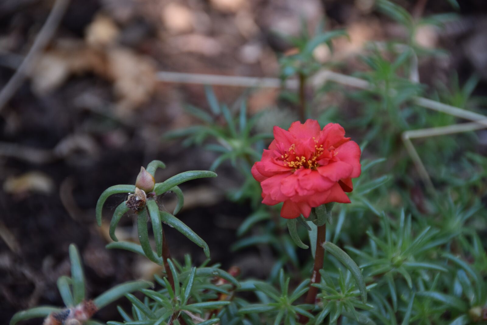 Nikon D5300 sample photo. Flower, red, small photography