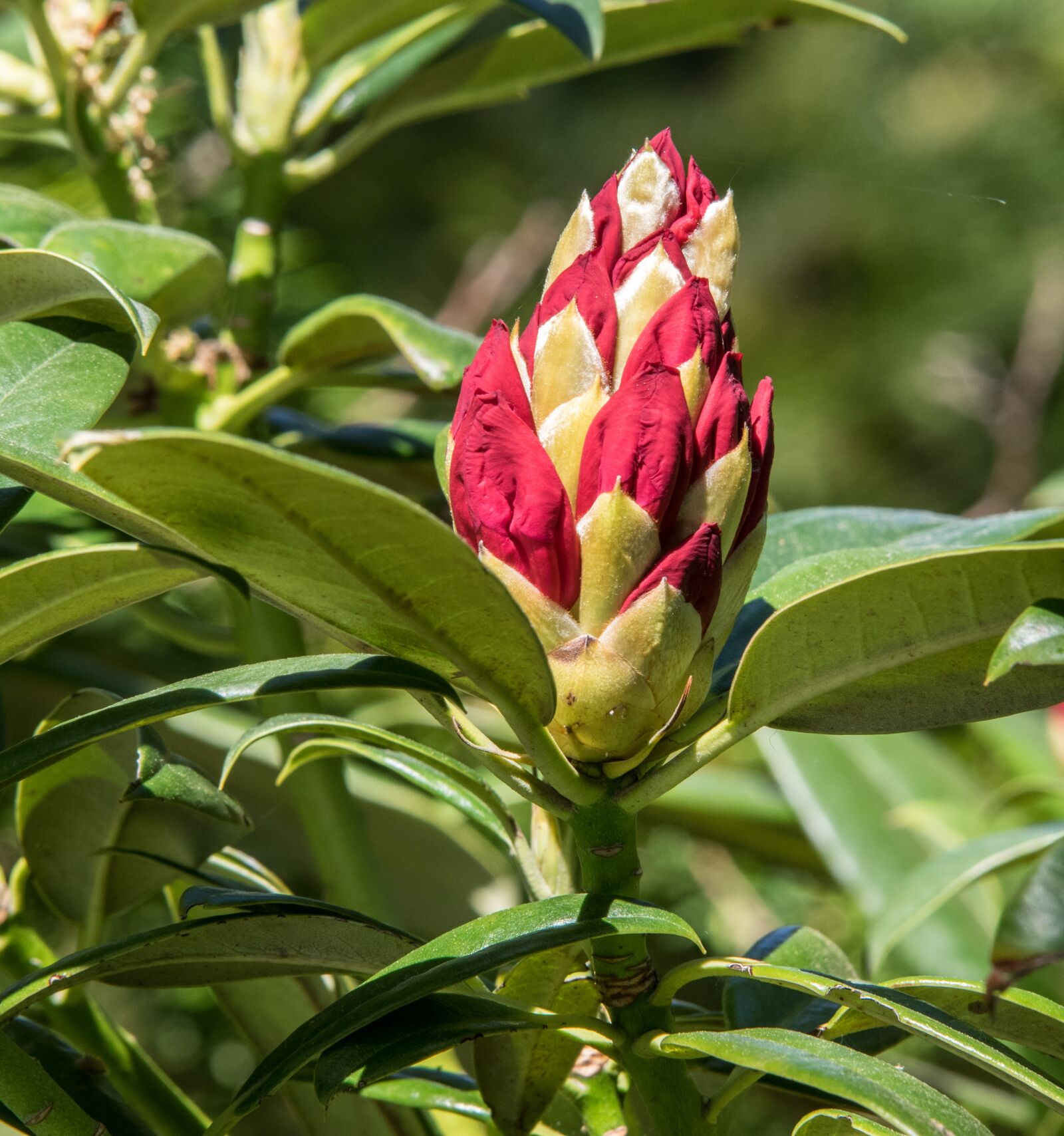 Pentax K-3 sample photo. Rododendron, plant, flower photography