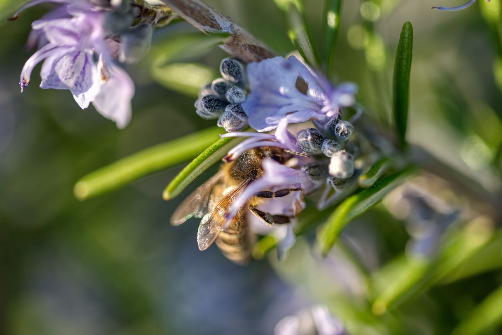 Nikon D750 sample photo. Rosemary, blossom, bloom photography
