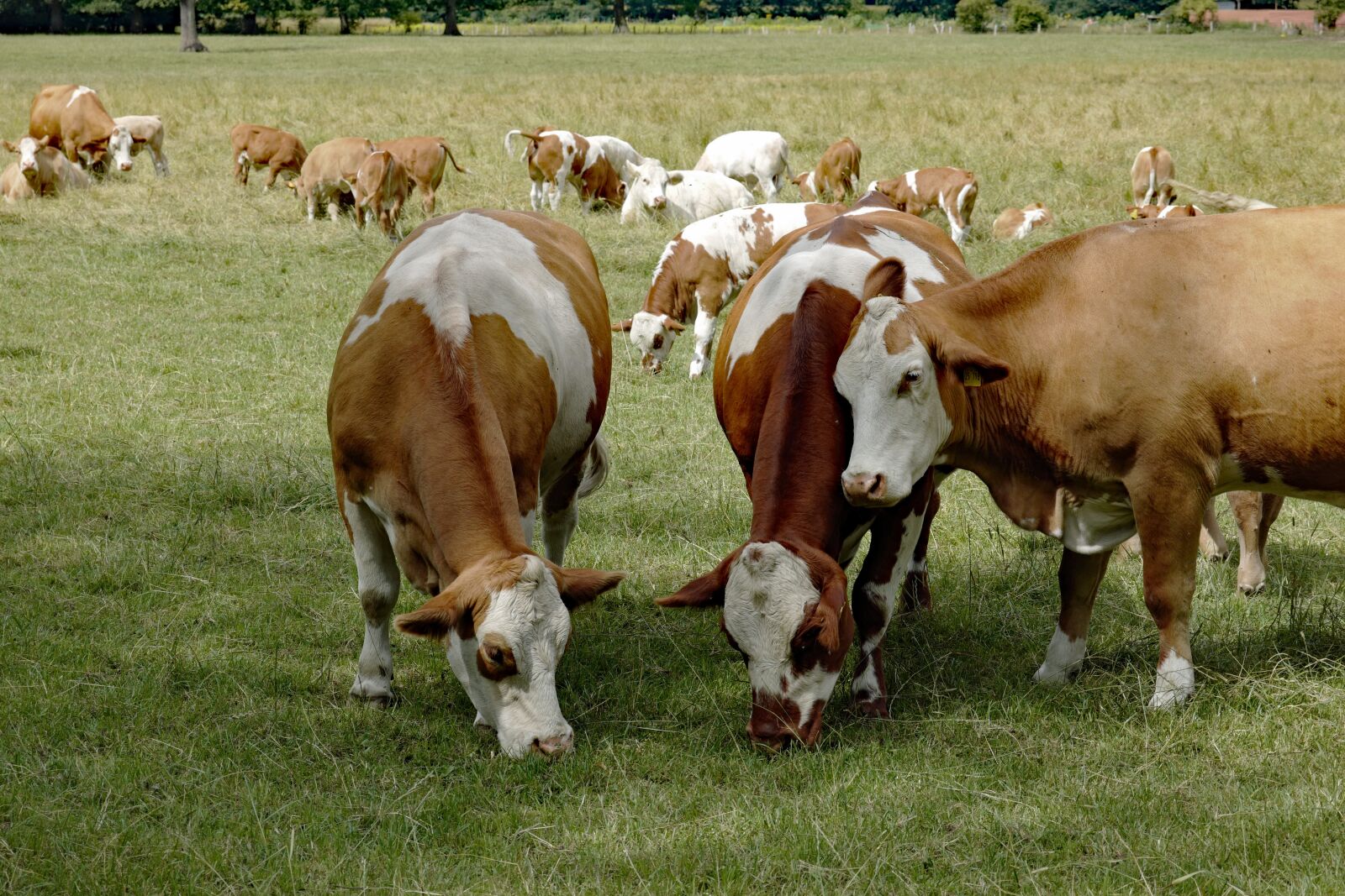 Vario-Elmar TL 1:3.5-5.6 / 18-56 ASPH. sample photo. Cow, cows, pasture photography