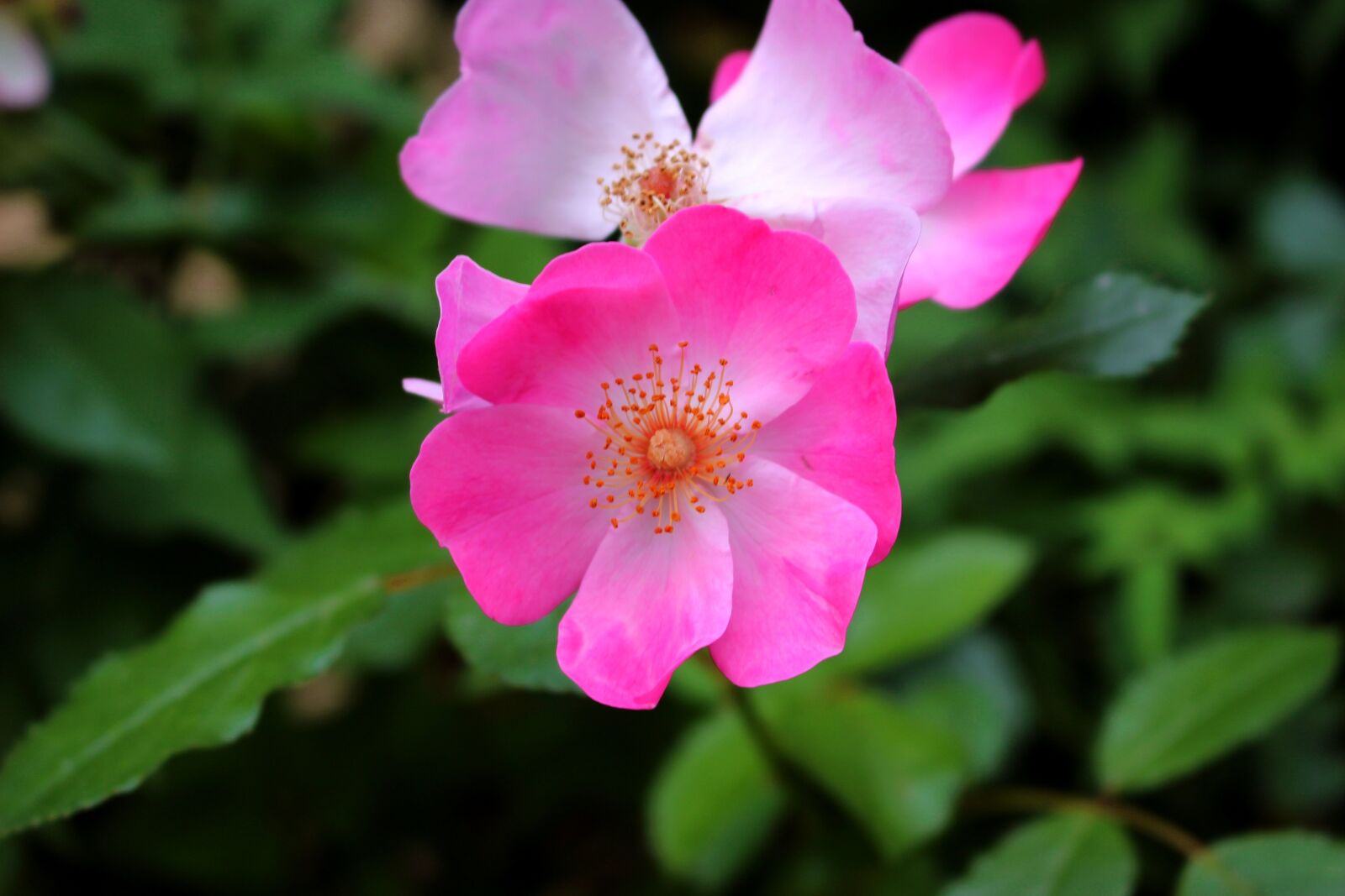 Canon EOS 100D (EOS Rebel SL1 / EOS Kiss X7) sample photo. Pink, flower, bush photography
