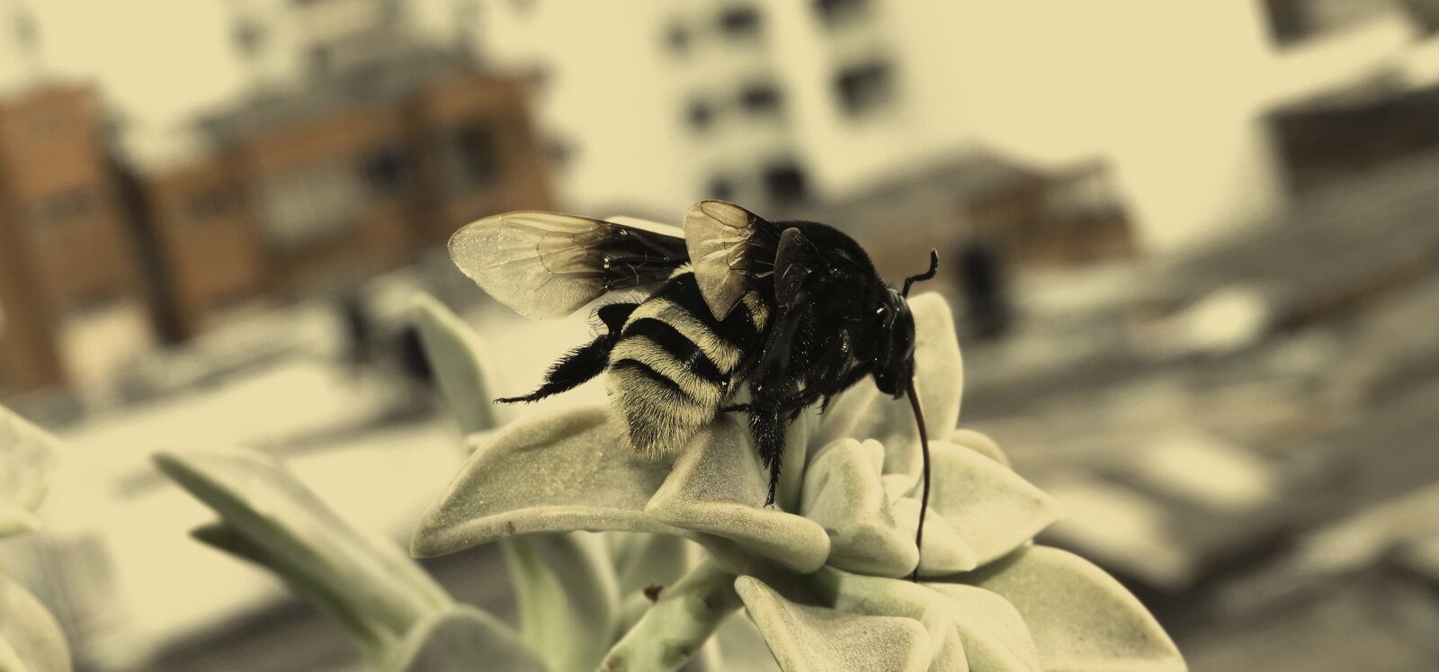Nikon Coolpix B700 sample photo. Macro, insect, bumblebee photography