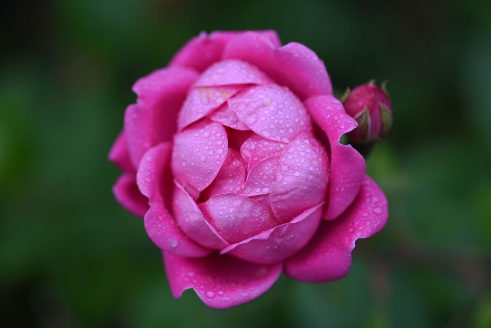 Nikon D750 sample photo. Pink, rose, flower photography