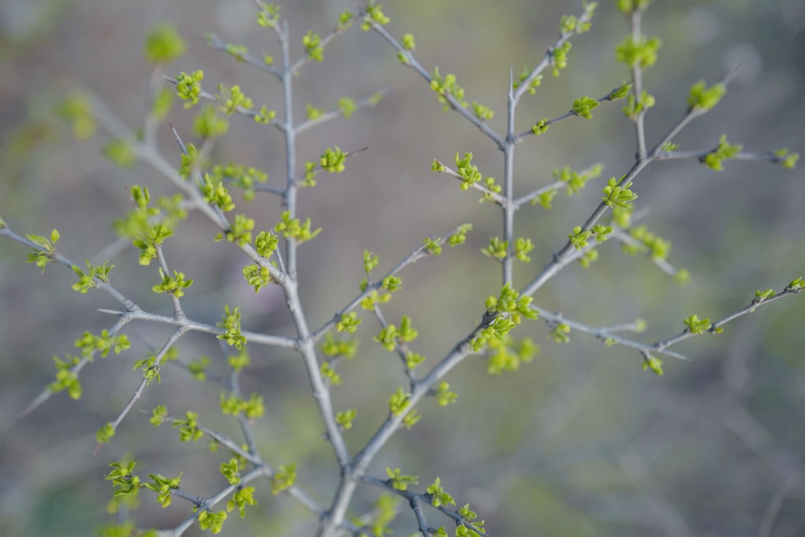Leica Q (Typ 116) sample photo. Leaf, tender, bud photography