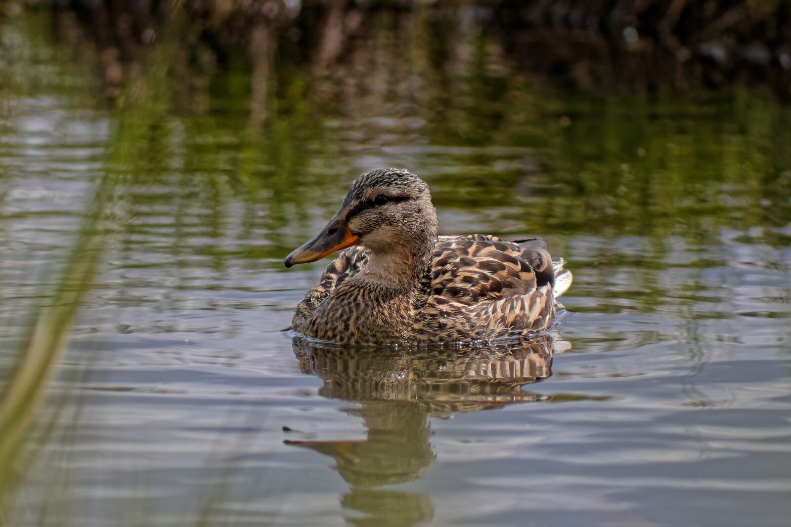 Canon EOS 500D (EOS Rebel T1i / EOS Kiss X3) sample photo. Duck, summer, mallard photography