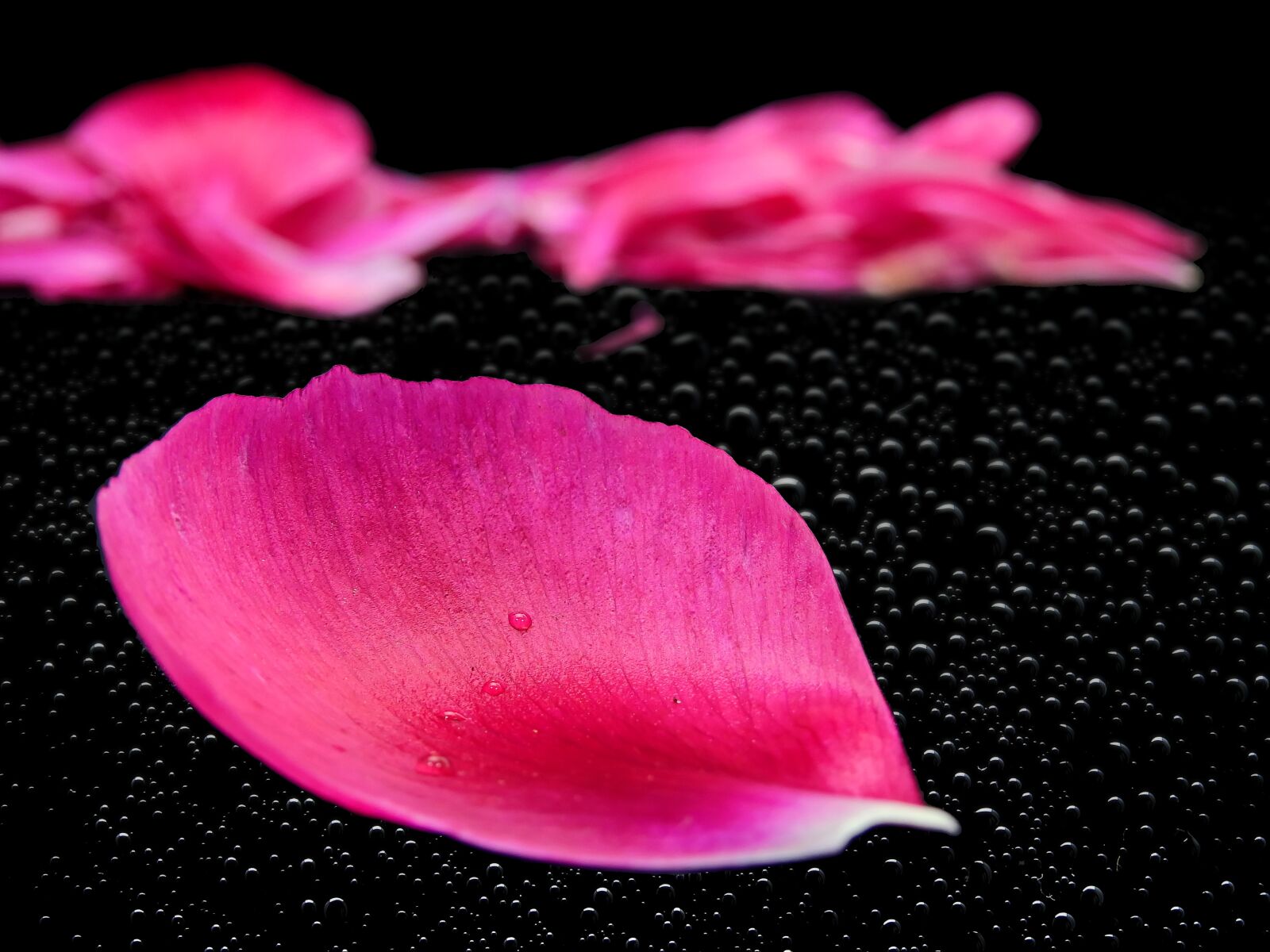 Nikon Coolpix P900 sample photo. Petals, leaves, flower photography