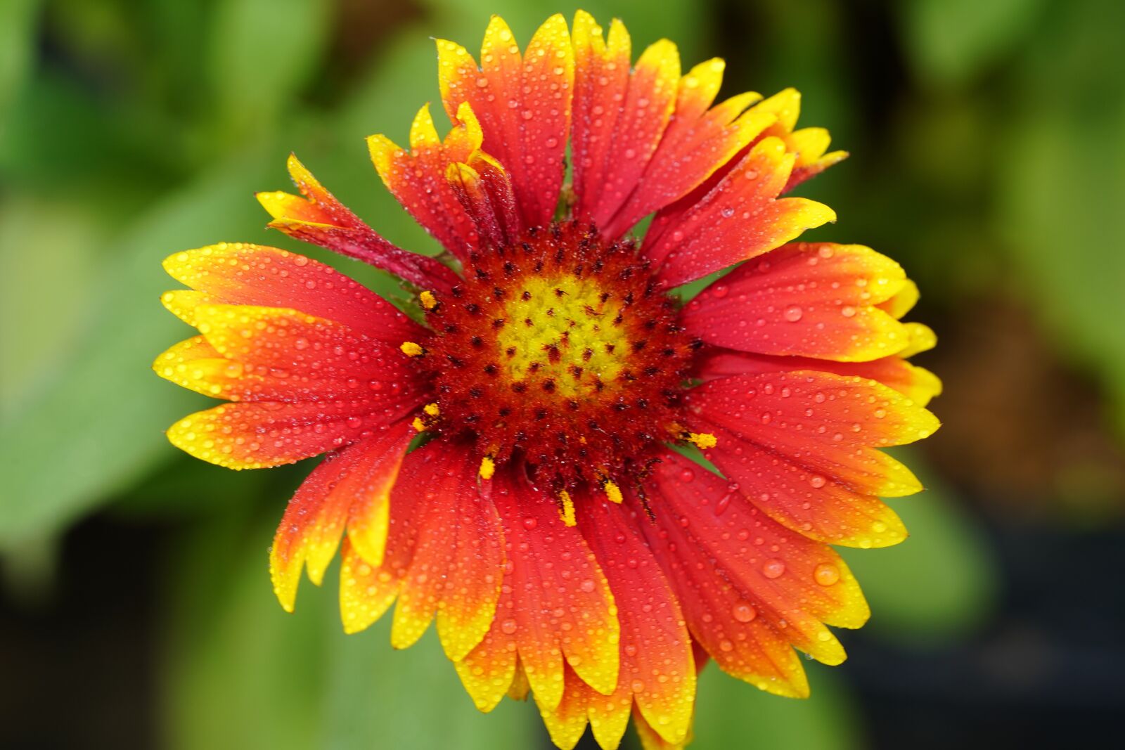 Sony a7R III + Sony FE 90mm F2.8 Macro G OSS sample photo. Wildflower, wild, flower photography