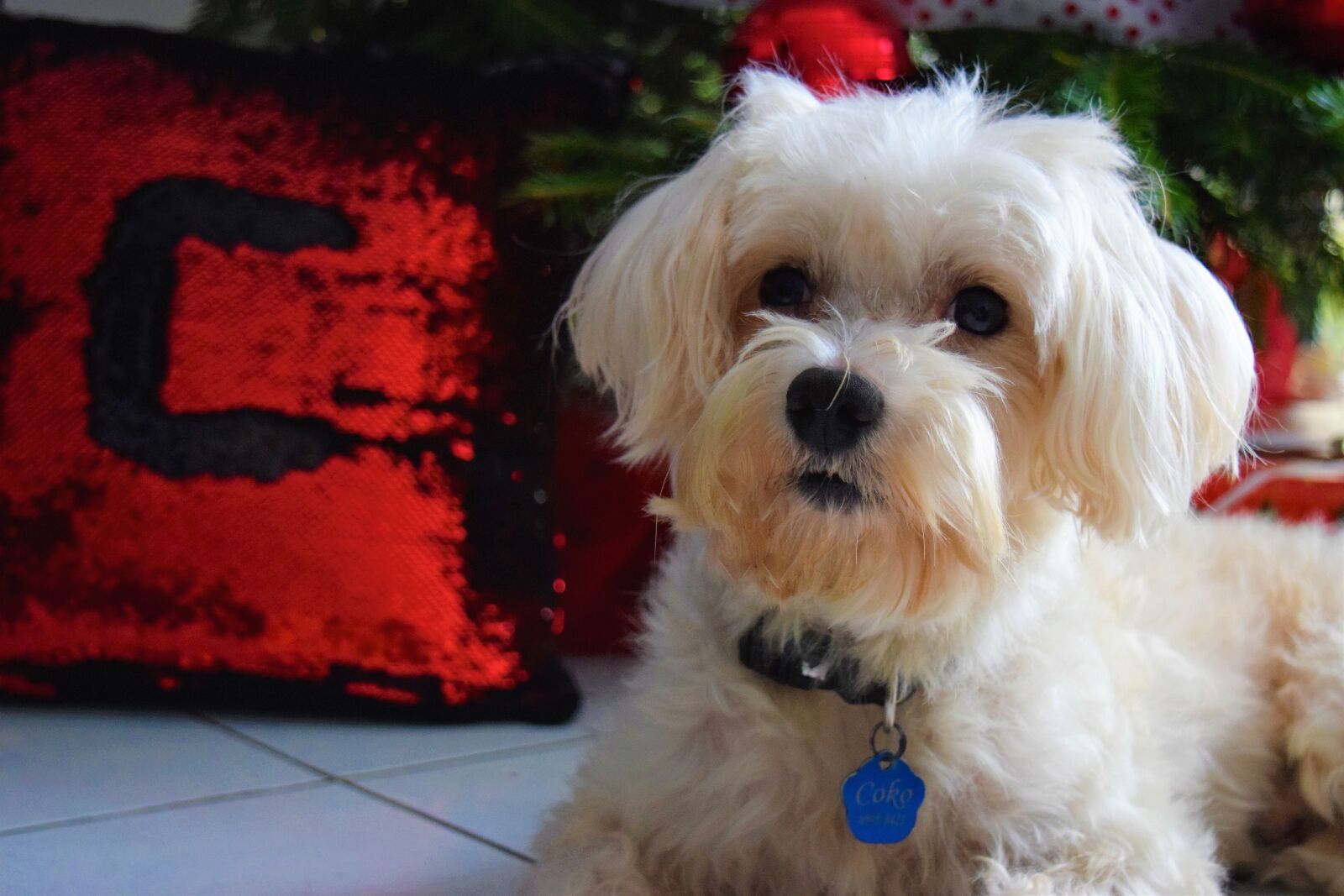 Nikon D3300 sample photo. Dog, model, christmas photography