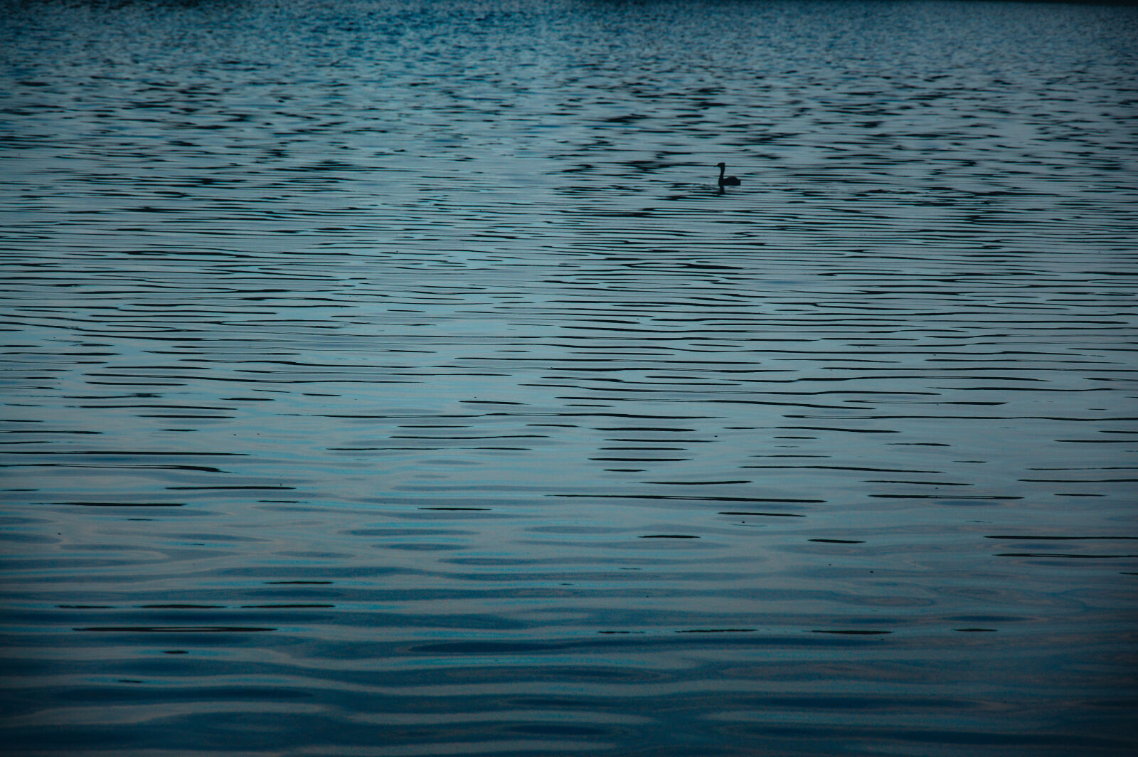 Nikon D3200 sample photo. Duck, lake, water photography