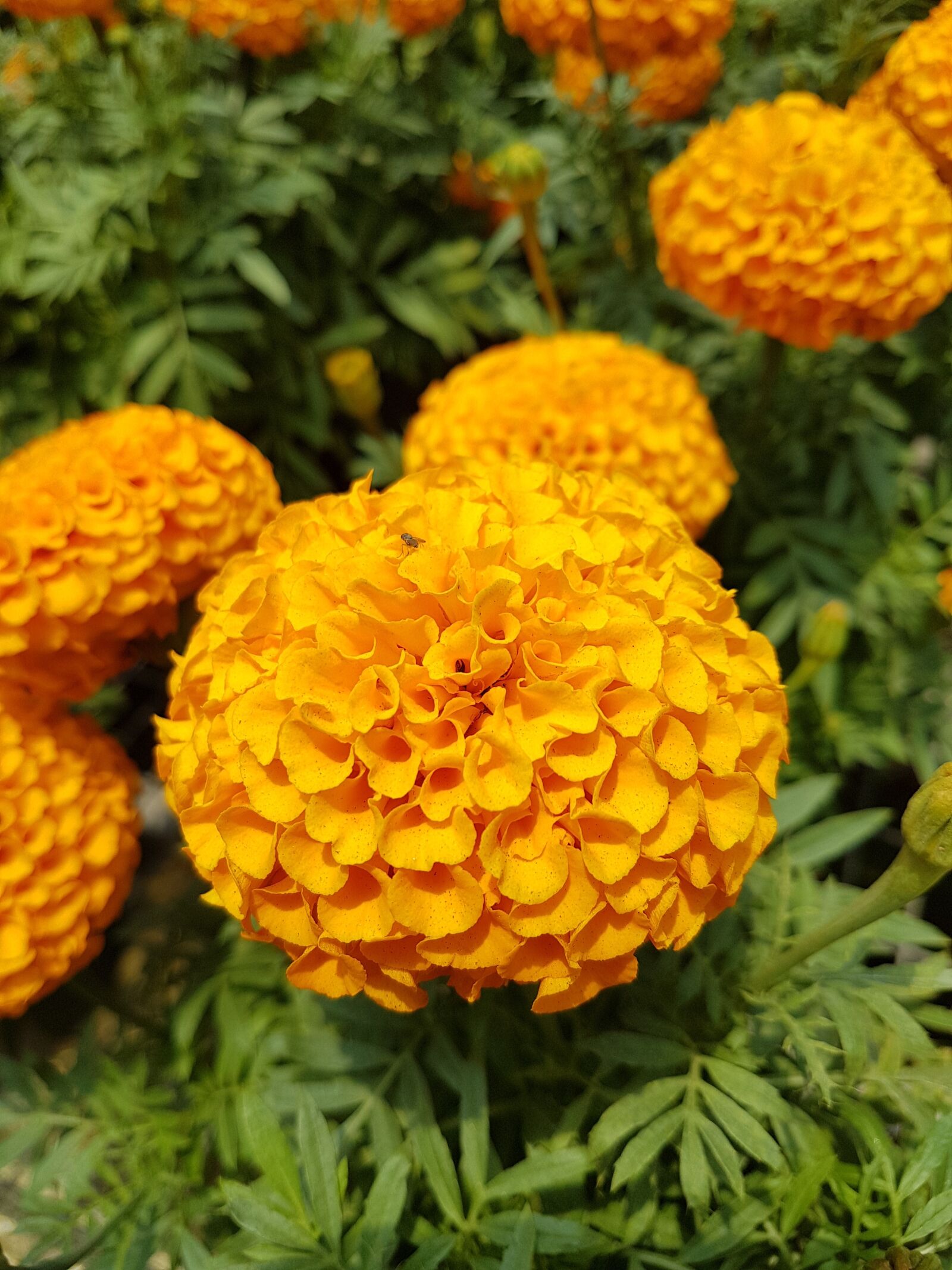 Samsung Galaxy S7 sample photo. Flora, nature, garden photography