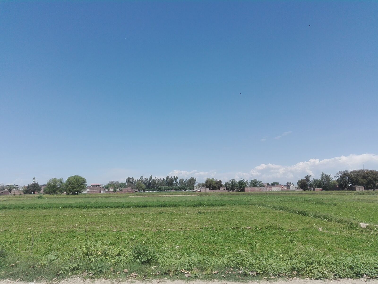 HUAWEI Y6II sample photo. Field, blue, sky photography