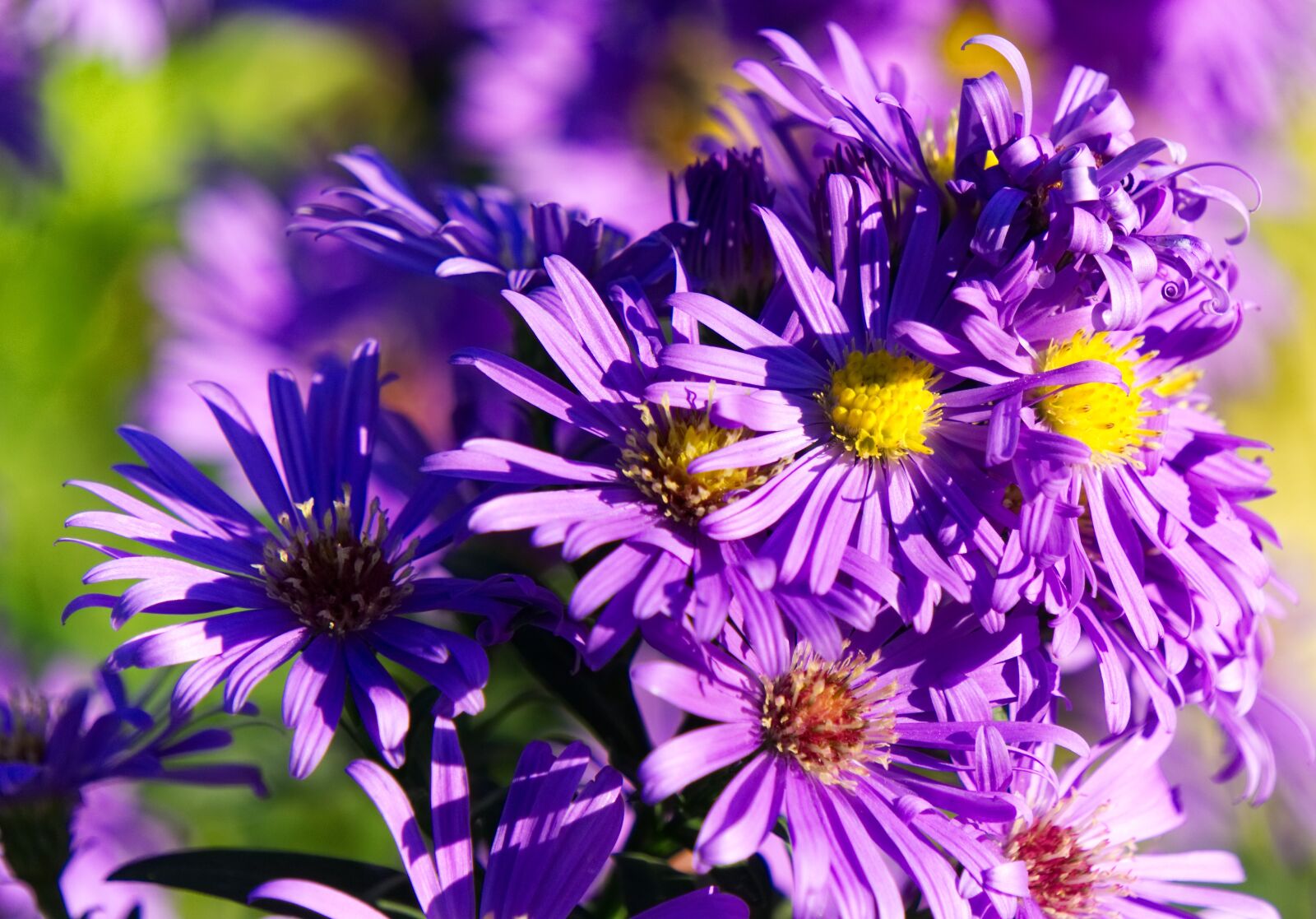 Sony a6000 sample photo. Aster, autumn, herbstastern photography