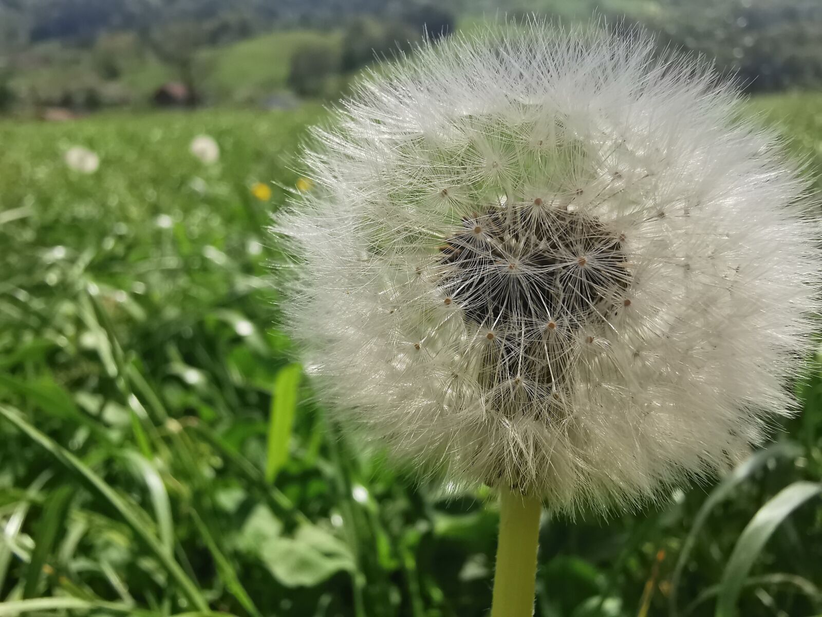 HUAWEI P30 Pro sample photo. White, flora, green photography