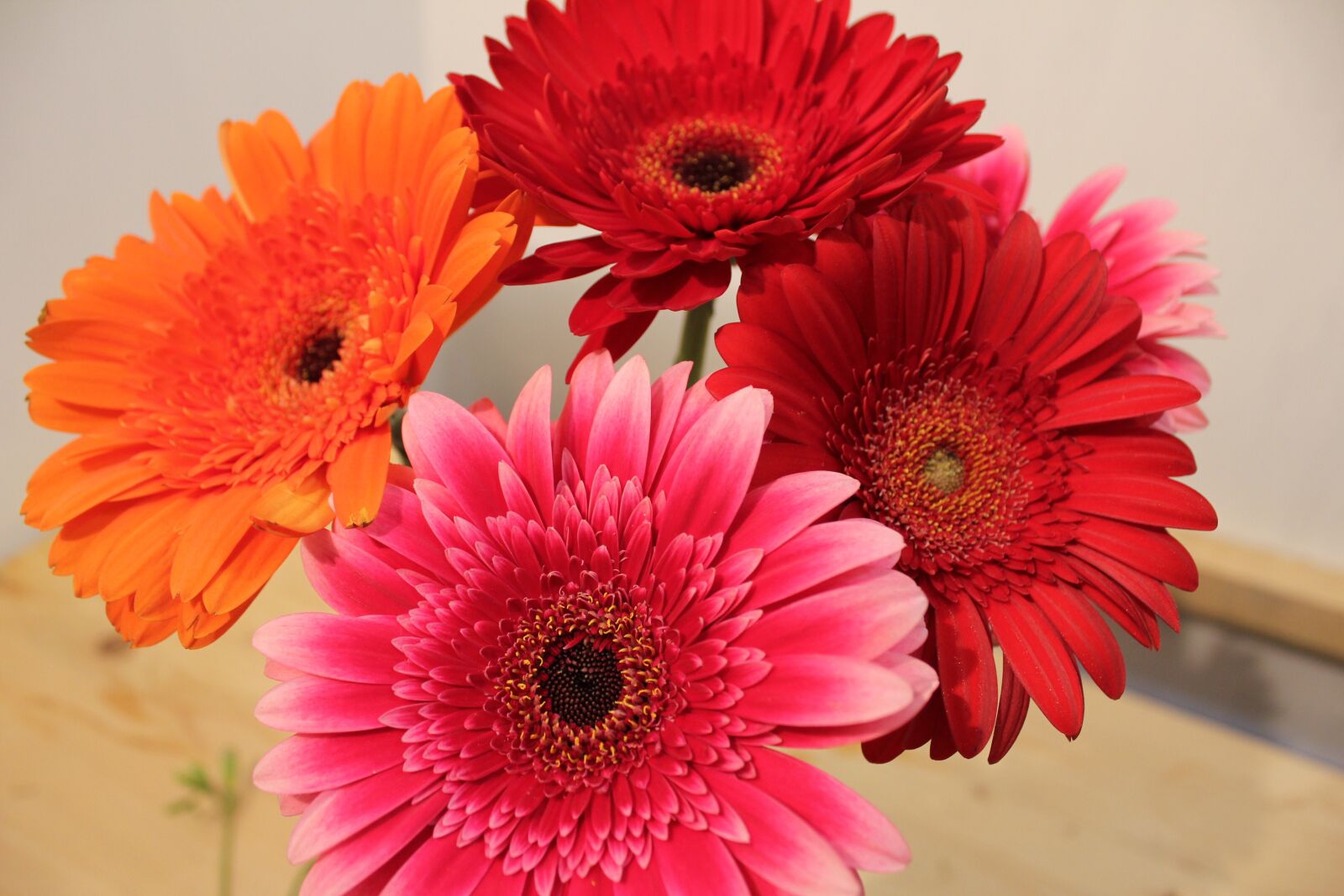 Canon EOS 550D (EOS Rebel T2i / EOS Kiss X4) sample photo. Chrysanthemum, bright, bouquet photography