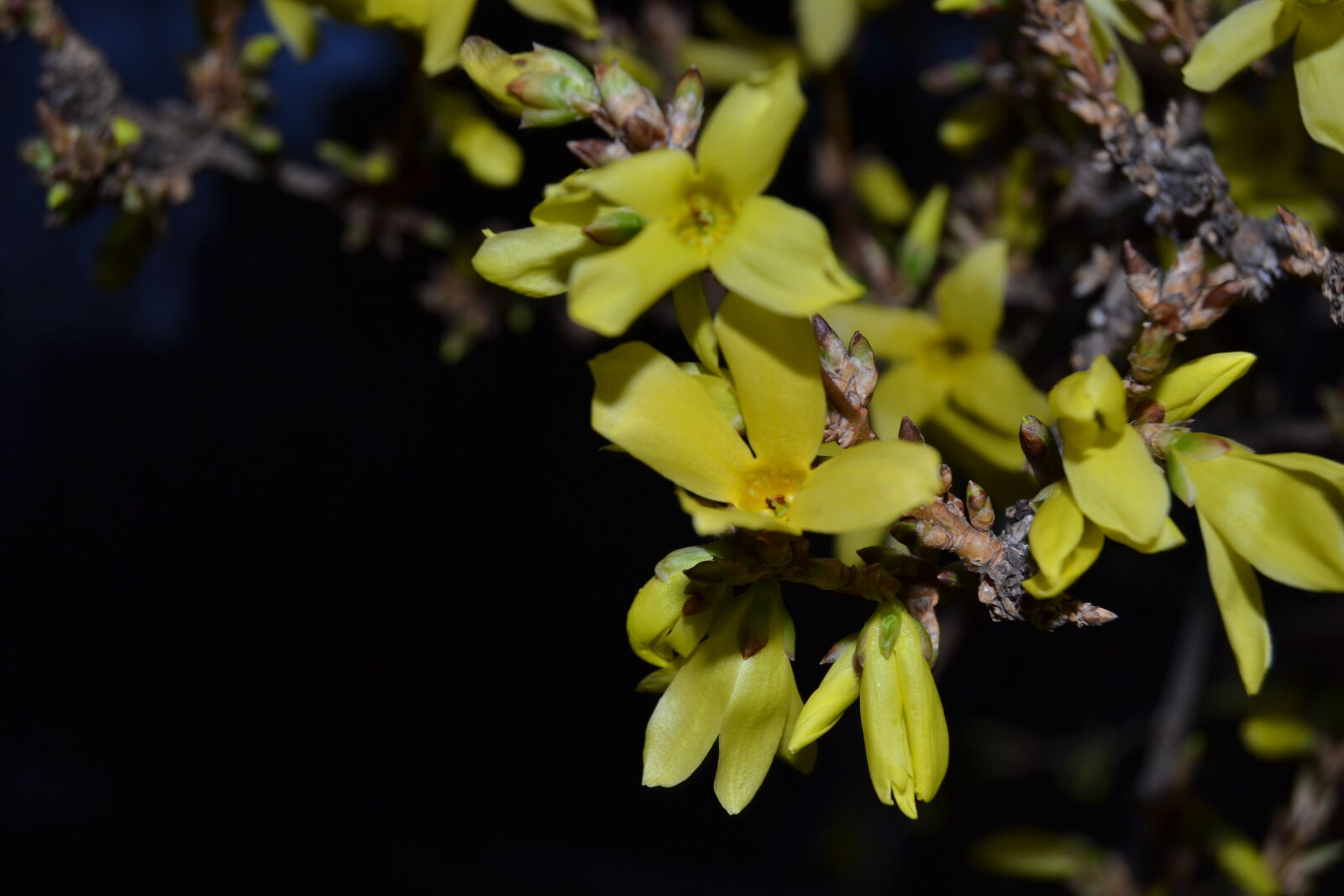Nikon D3100 sample photo