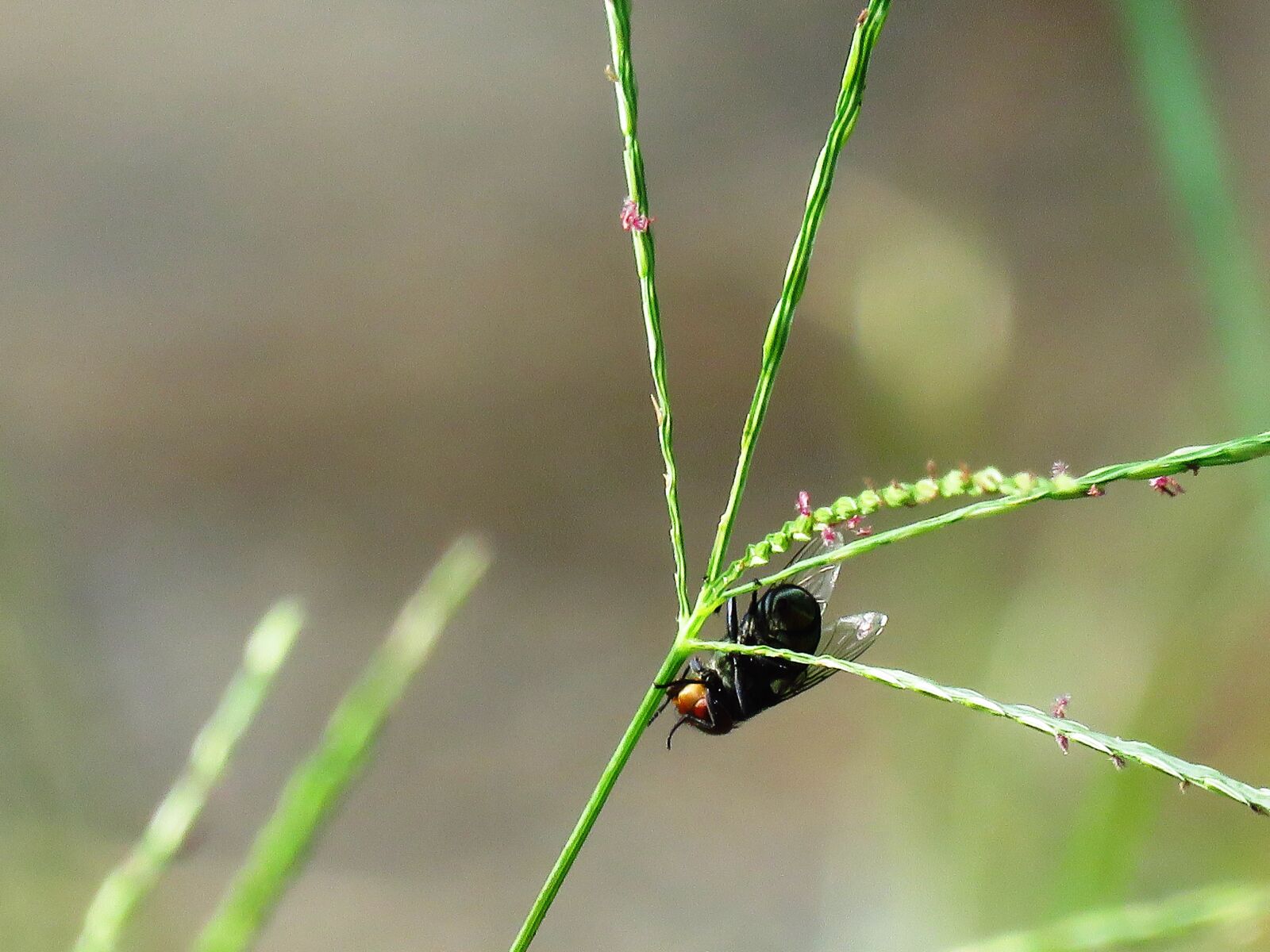 Canon PowerShot SX60 HS sample photo. Fly, macro, single photography