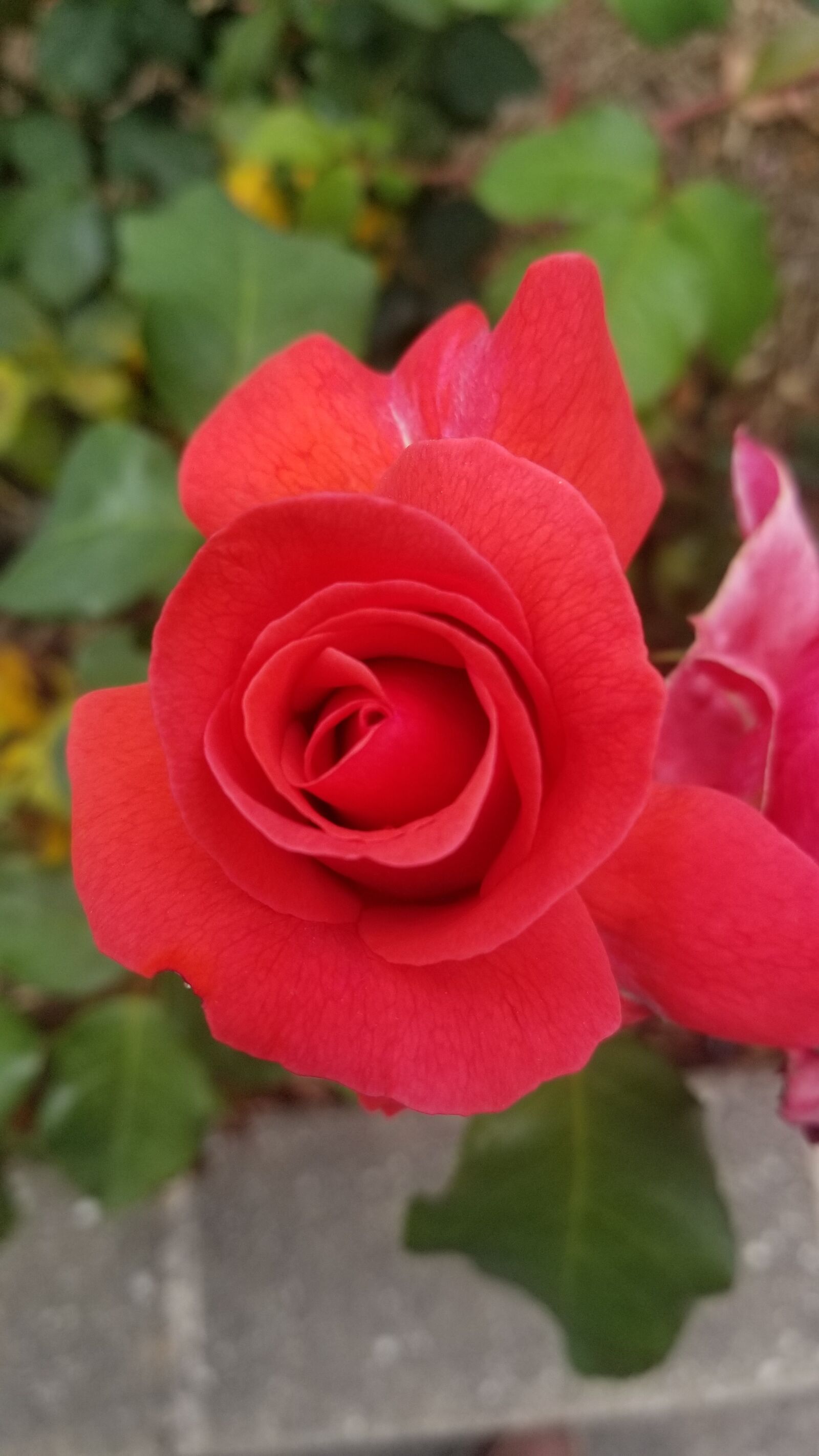 Samsung Galaxy S8 sample photo. Rose, red, flower photography