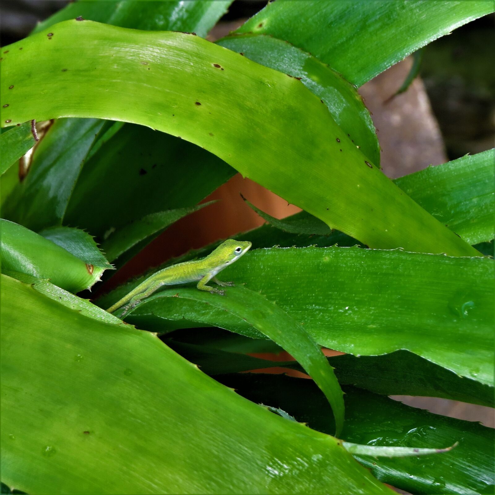 Canon PowerShot SX50 HS sample photo. Reptile, lizard, immature photography