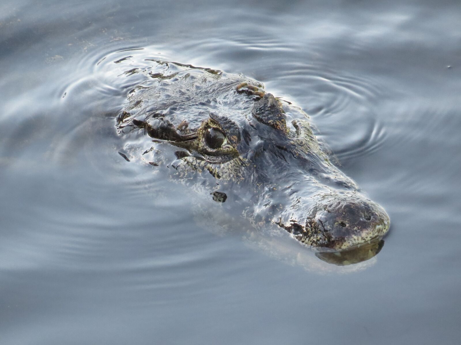 Canon PowerShot SX50 HS sample photo. Animals, swamp, nature photography