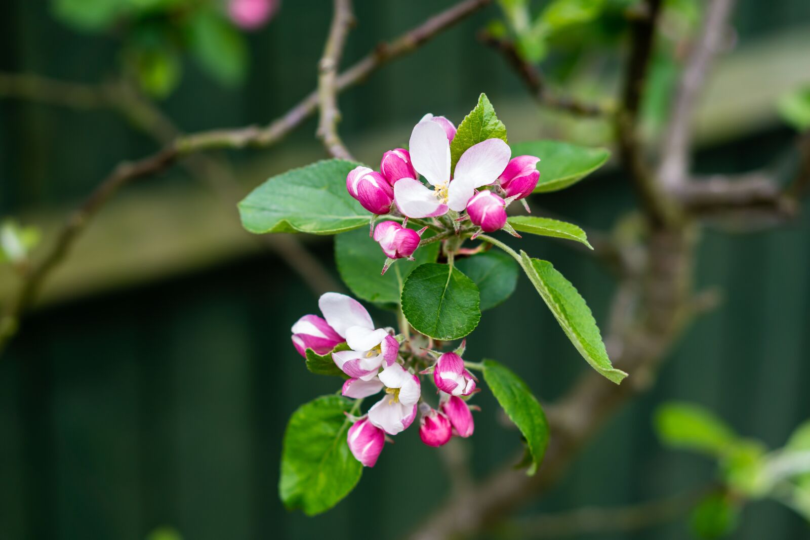 E 50mm F1.8 OSS sample photo. Apple, blossom, garden photography