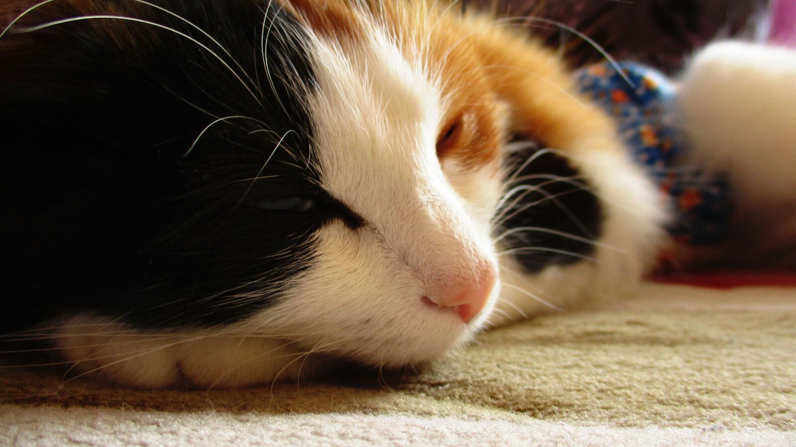 Canon IXUS 185 sample photo. Cat, kitten, furry photography