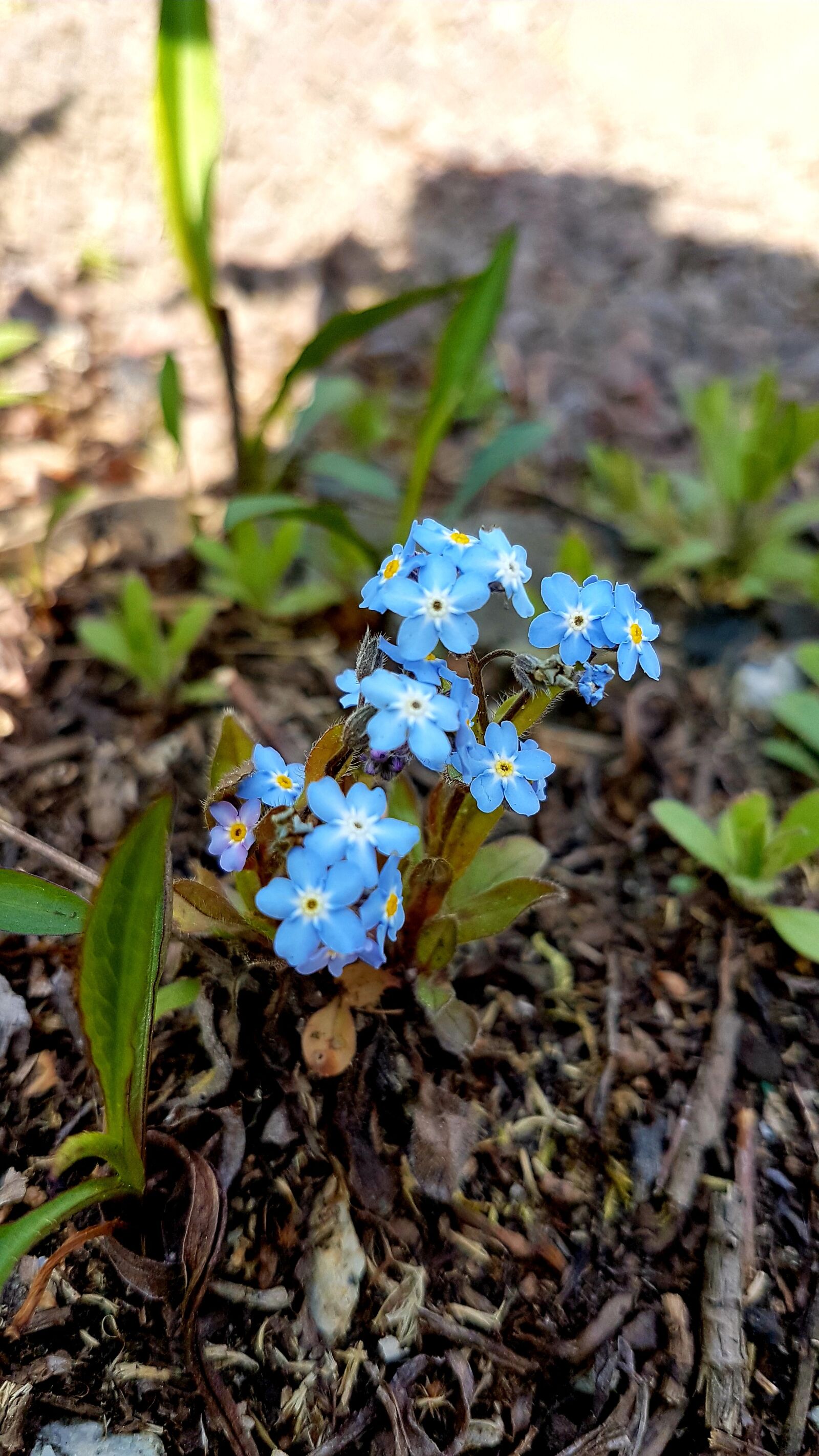 Samsung Galaxy S7 sample photo. Flower, nature, spring photography