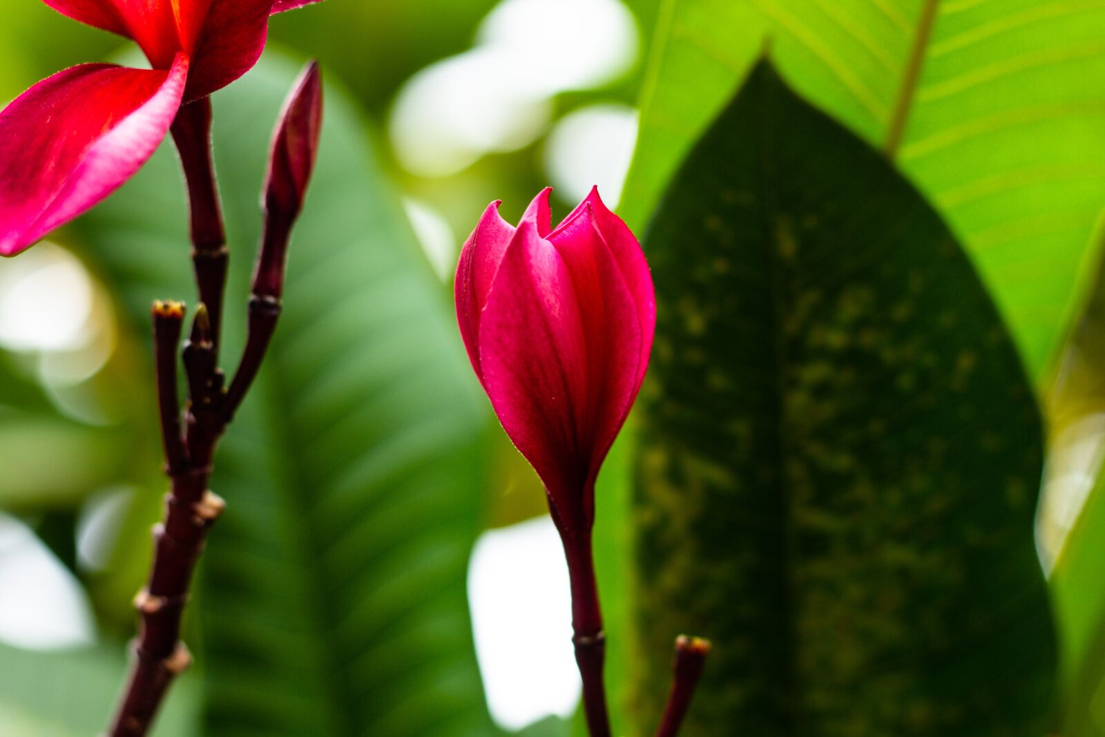 Canon EOS 700D (EOS Rebel T5i / EOS Kiss X7i) + Canon EF 50mm F1.8 STM sample photo. More information, bali, yellow photography