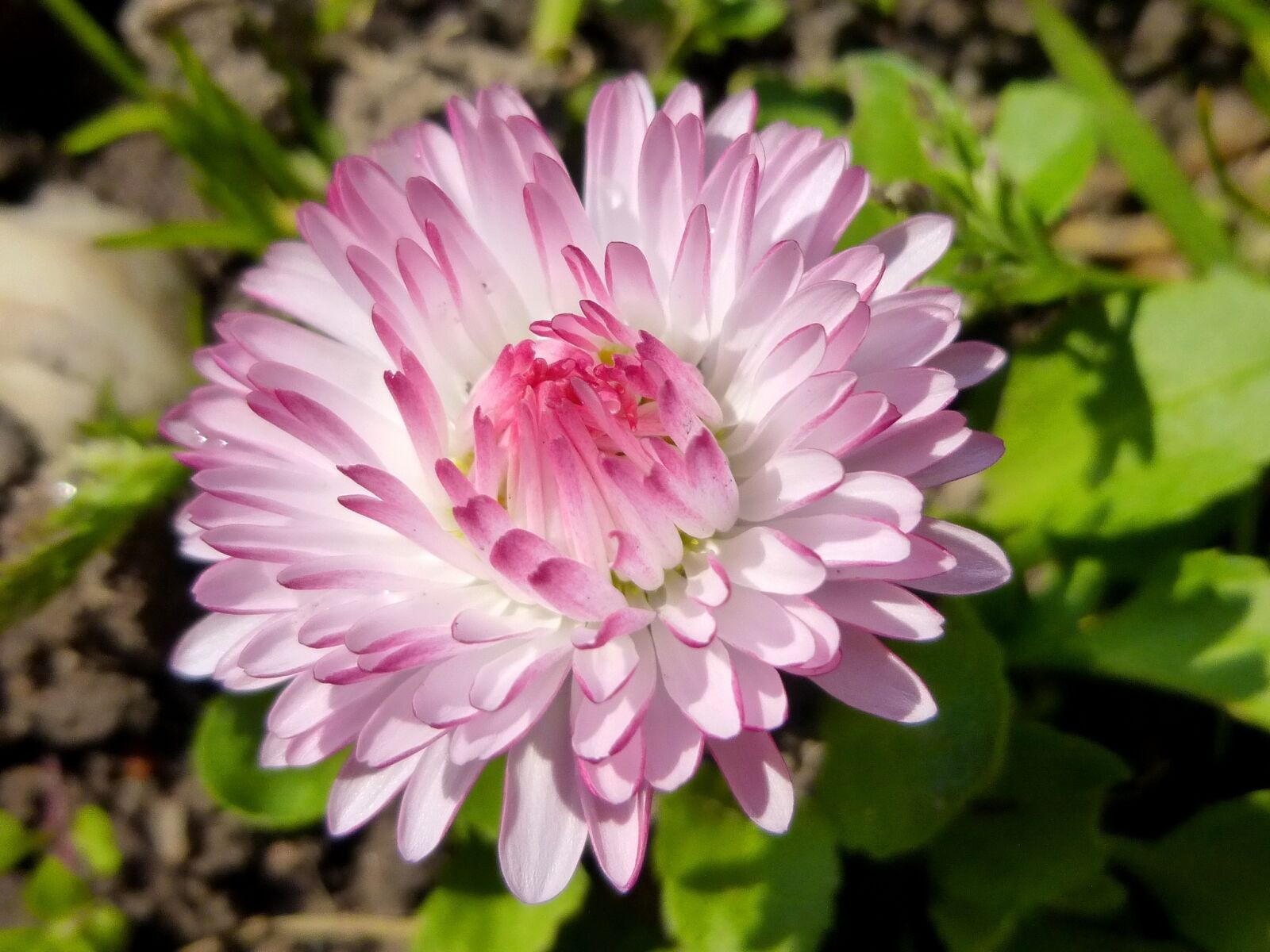 Panasonic DMC-SZ9 sample photo. Daisy, flower, spring flower photography