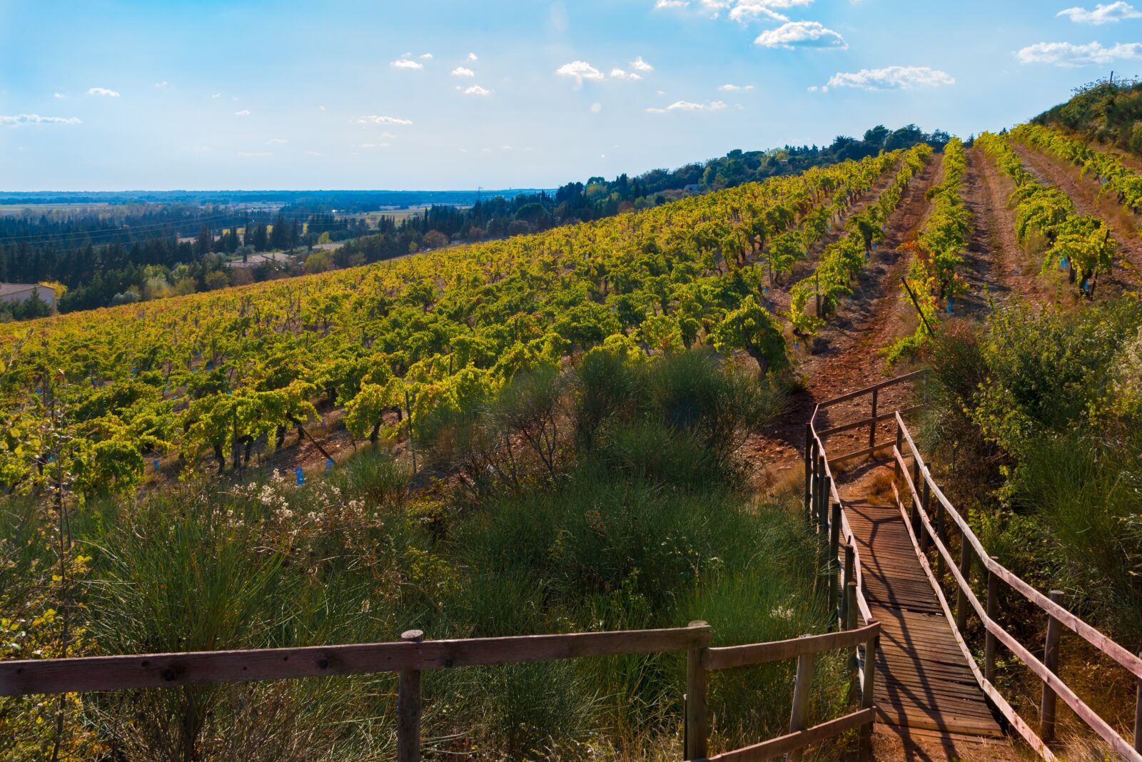 Nikon D750 sample photo. Vines, fall, vineyard photography
