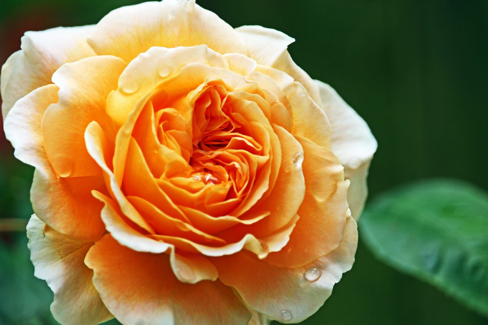 Canon EF-S 55-250mm F4-5.6 IS STM sample photo. Rose, crown princess margareta photography