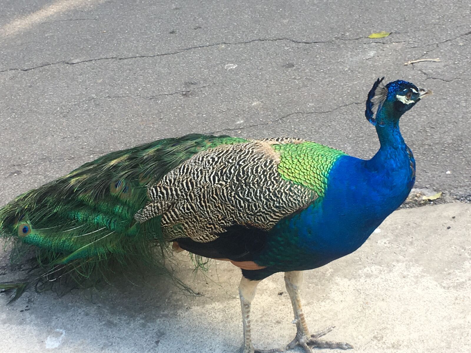 iPhone 6s back camera 4.15mm f/2.2 sample photo. Bird, colorful, fl photography