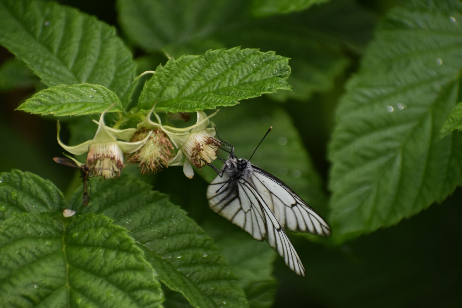 Nikon D3400 sample photo. Butterfly, white, sitting photography