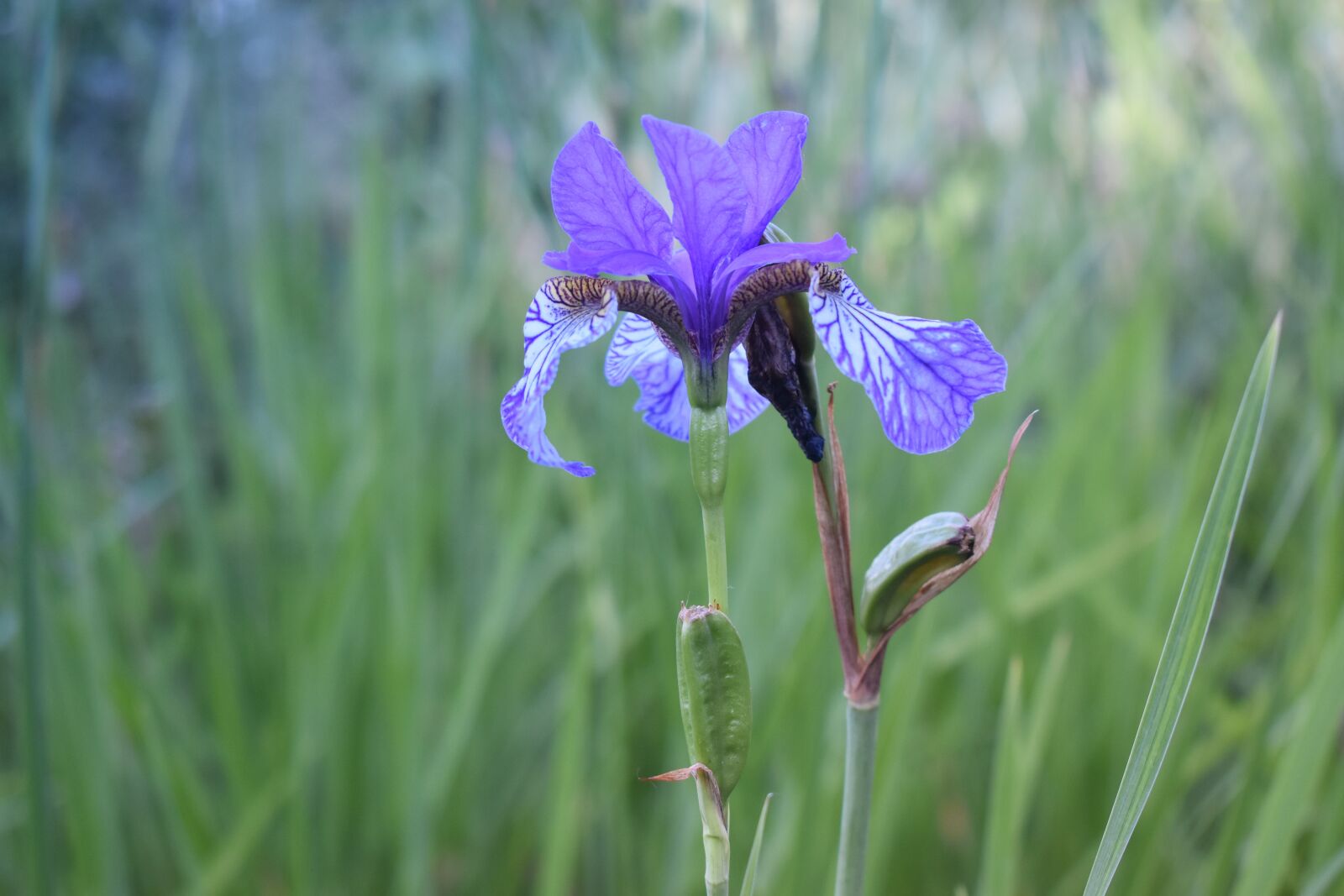 Nikon D3500 sample photo. Iris, flower, bloom photography