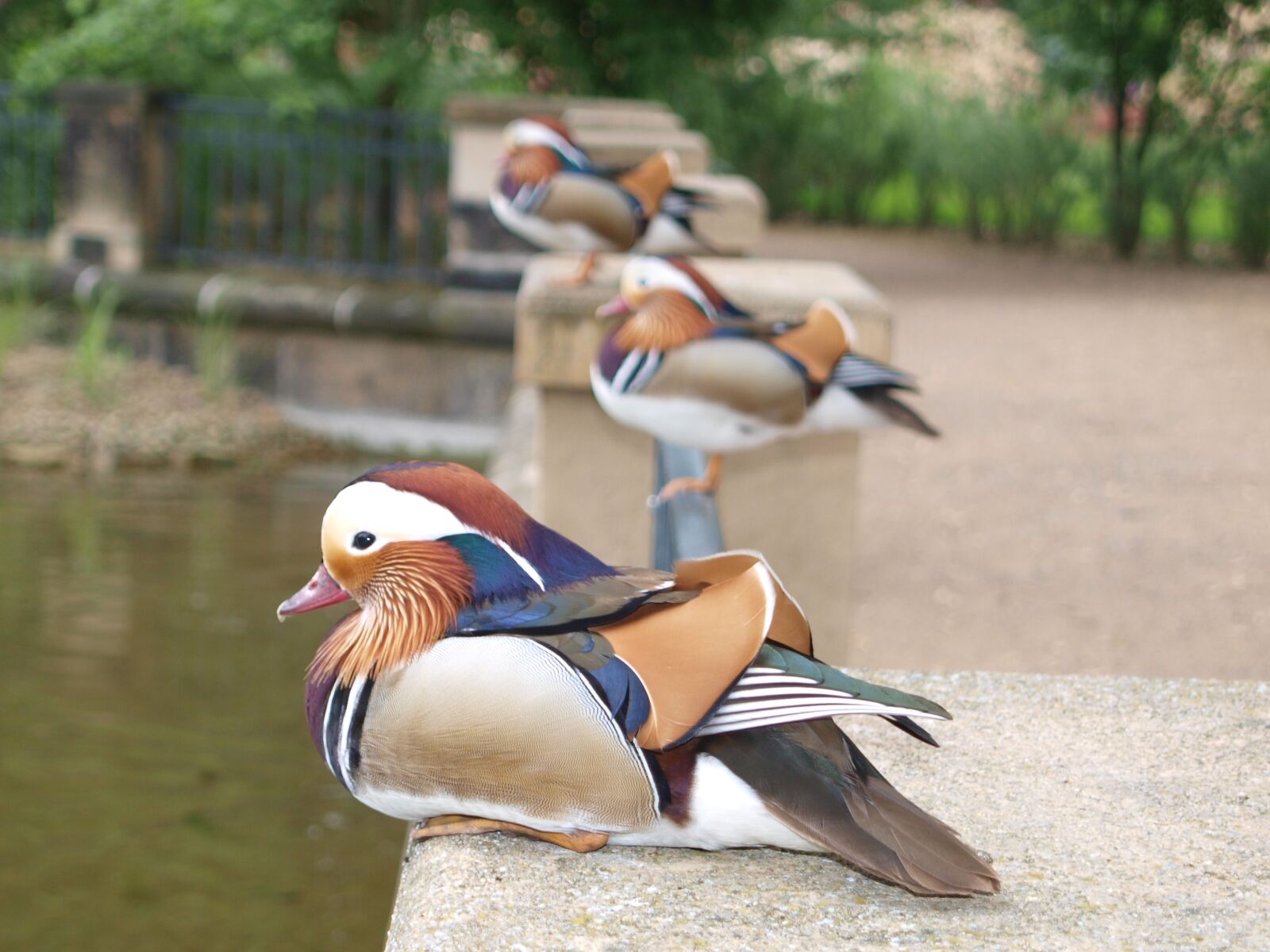 Olympus E-420 (EVOLT E-420) sample photo. Mandarin ducks, duck, bird photography