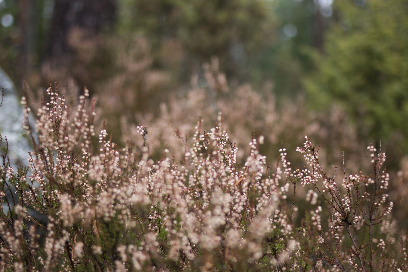 Canon EF 35mm F2 sample photo. Heather, forest, close-up photography