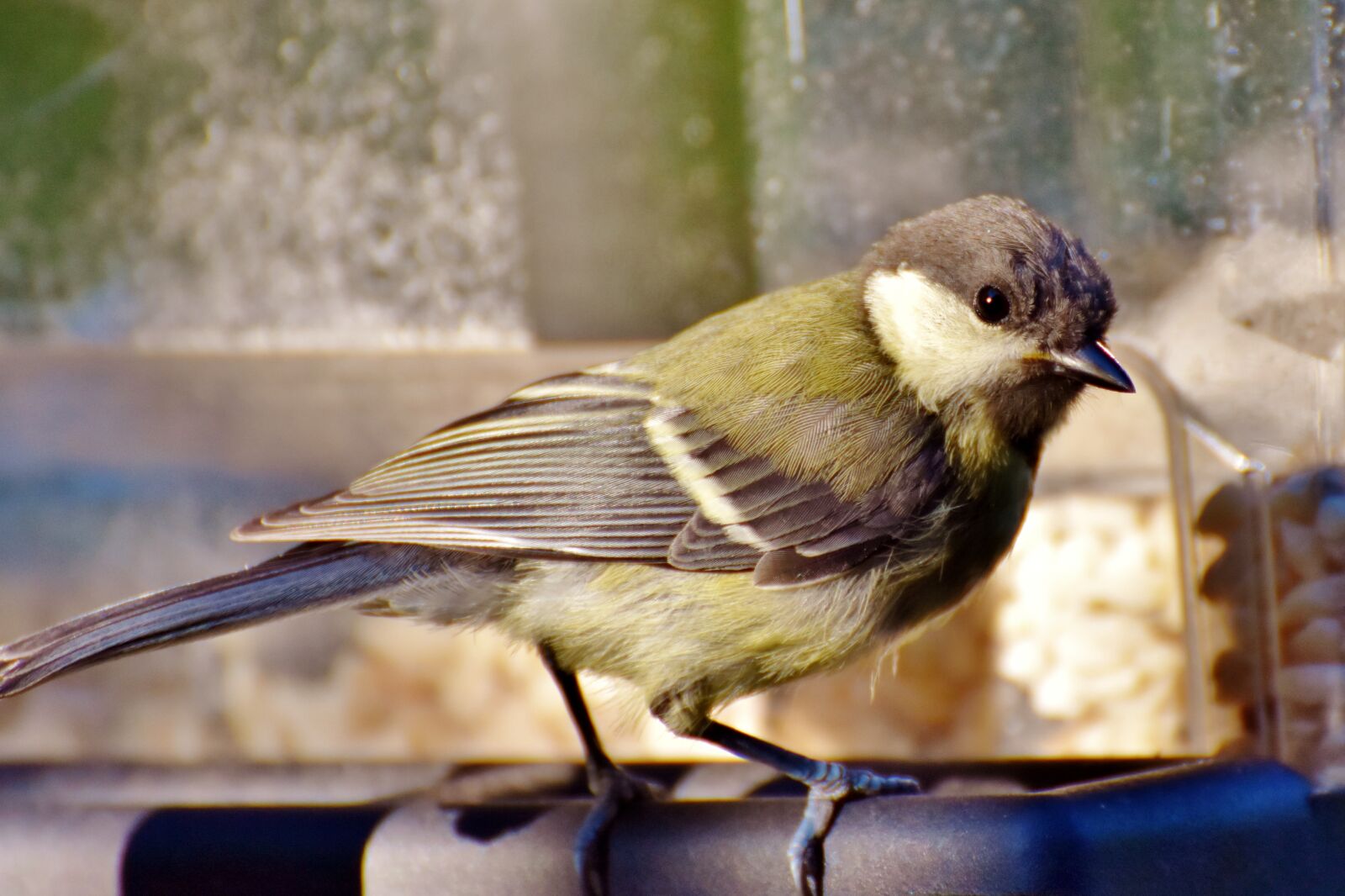 Nikon D7200 sample photo. Tit, songbird, small bird photography