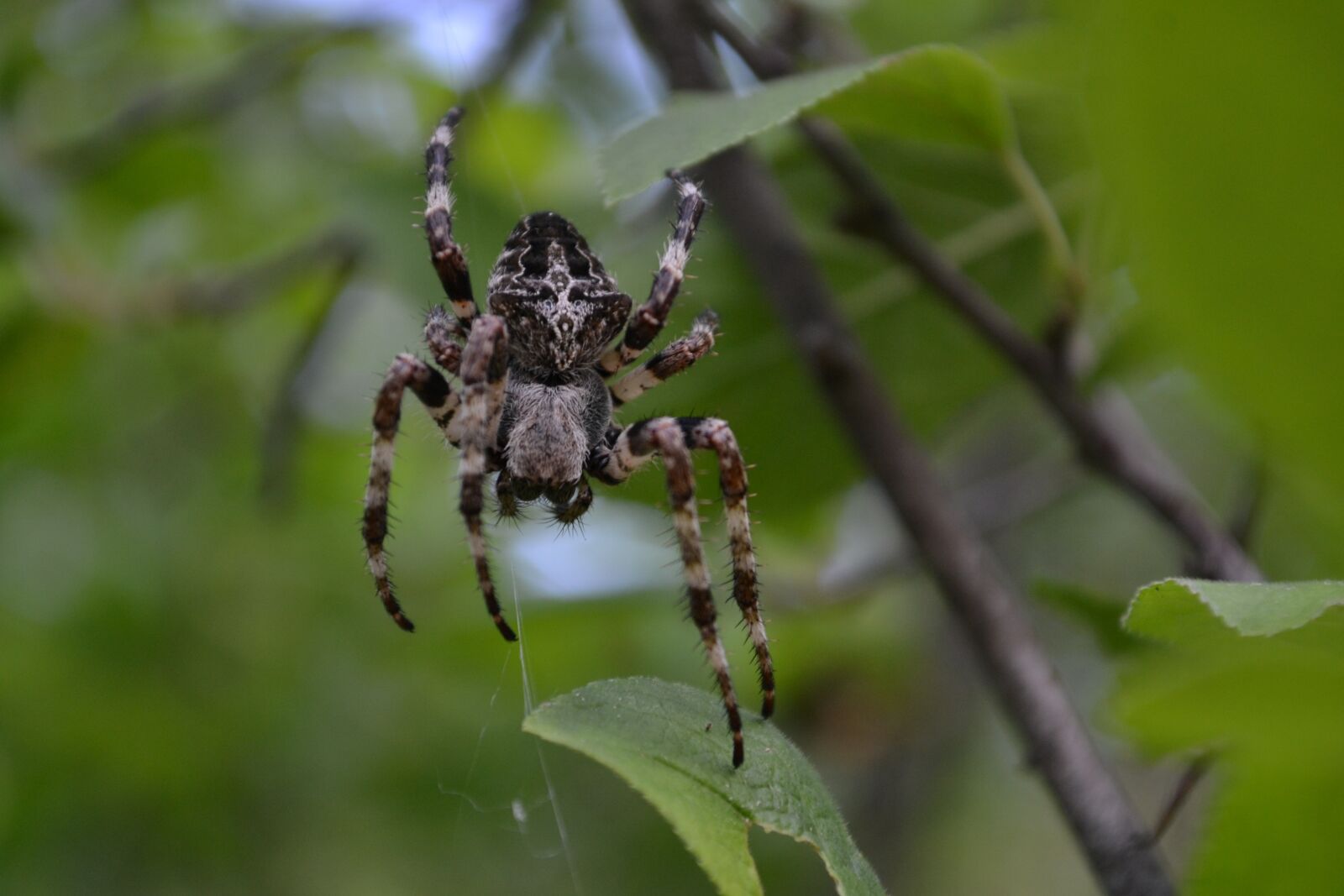 Nikon D3100 sample photo. Spider, cobweb, black widow photography
