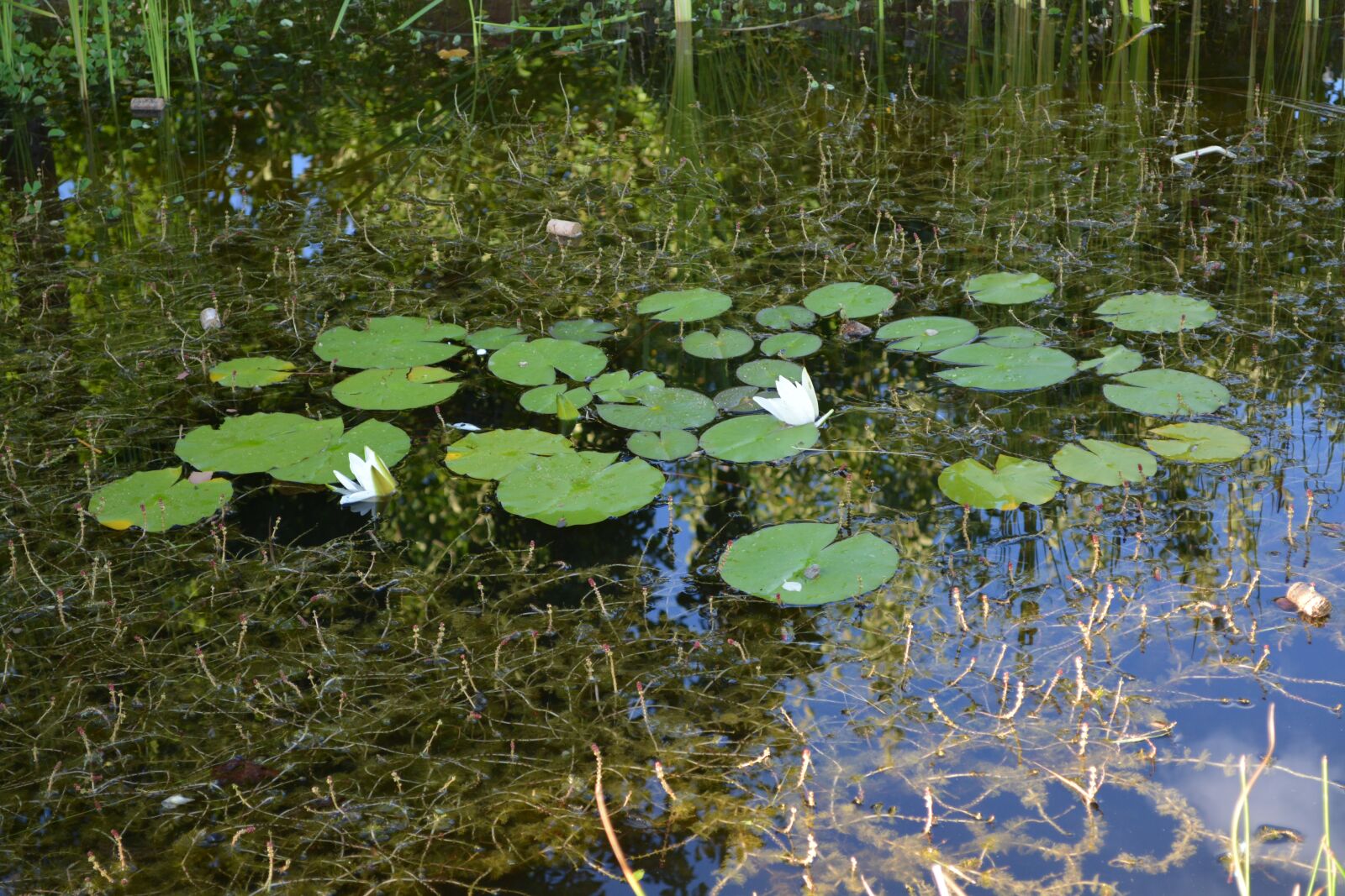 Nikon D5200 sample photo. Water lilies, pond, water photography