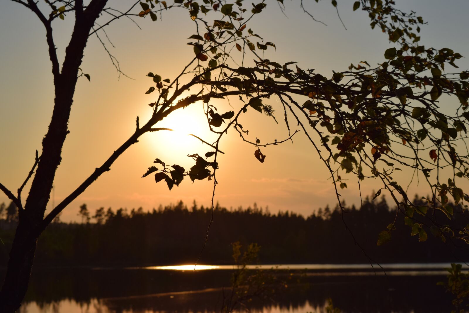 Nikon D3300 sample photo. Sunset, tree, nature photography