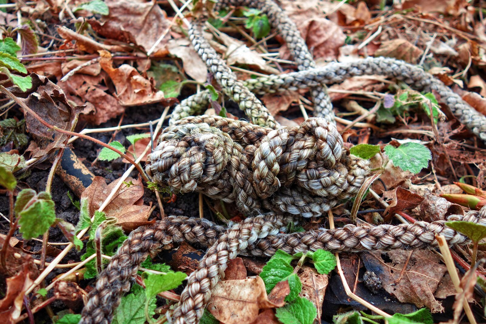 Sony Cyber-shot DSC-RX100 sample photo. Rope, knot, coil photography