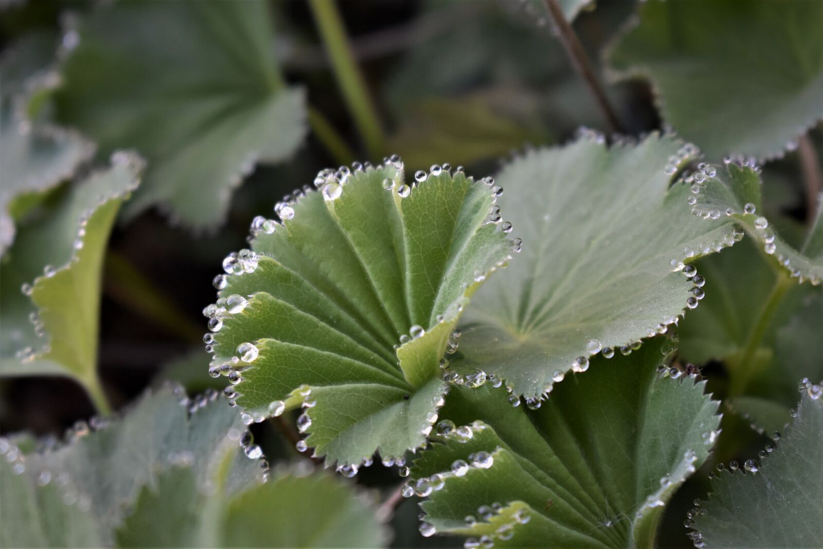 Nikon D5500 sample photo. Frauenmantel, plant, medicinal herb photography