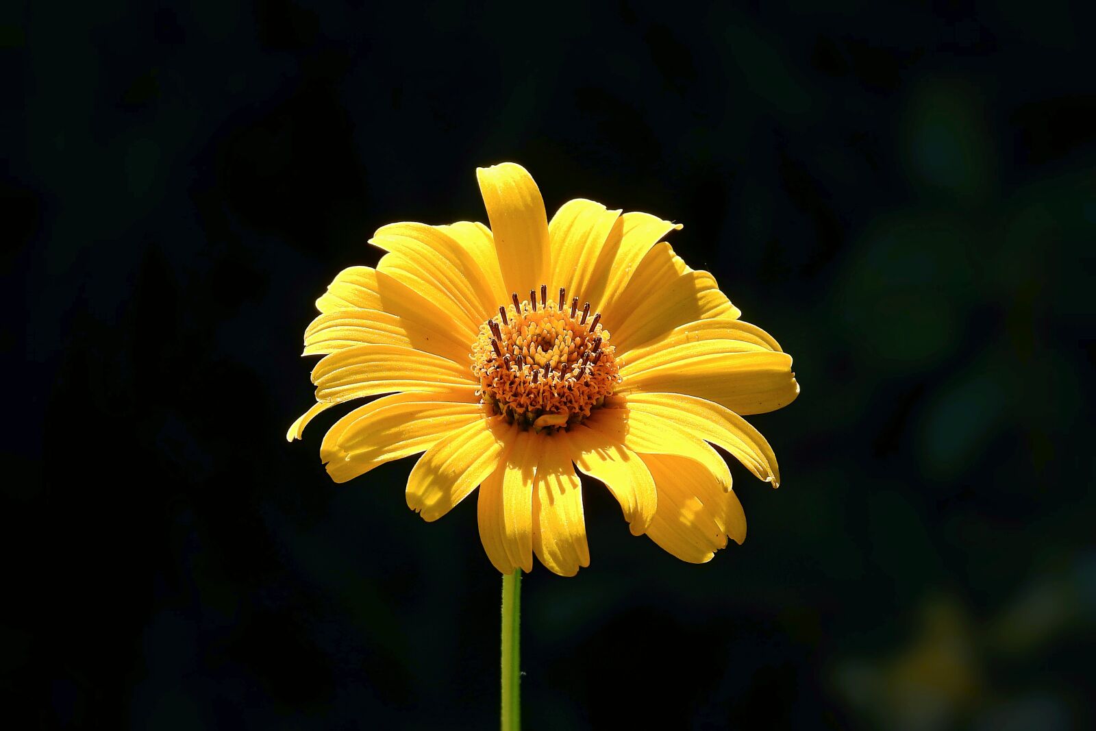 Nikon Coolpix P900 sample photo. Flower, yellow, the petals photography