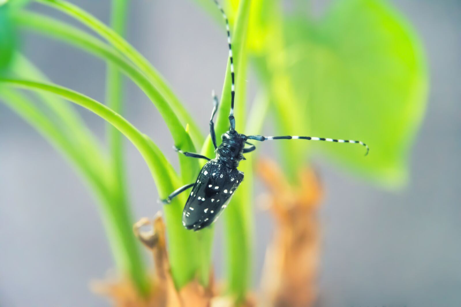 Nikon D750 sample photo. Beetles, insect, plant photography