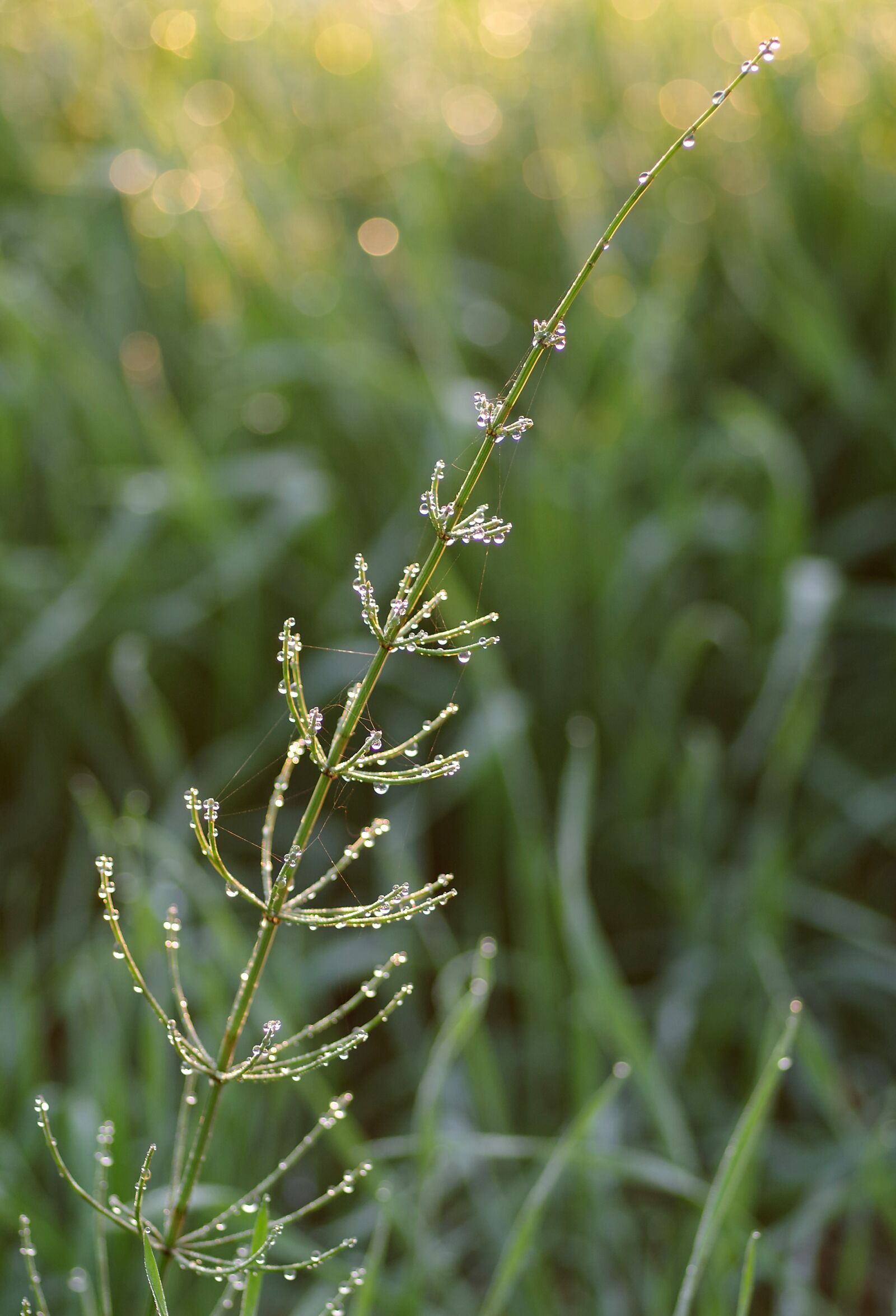 Pentax K-S2 sample photo. Horsetail, grass, herb photography