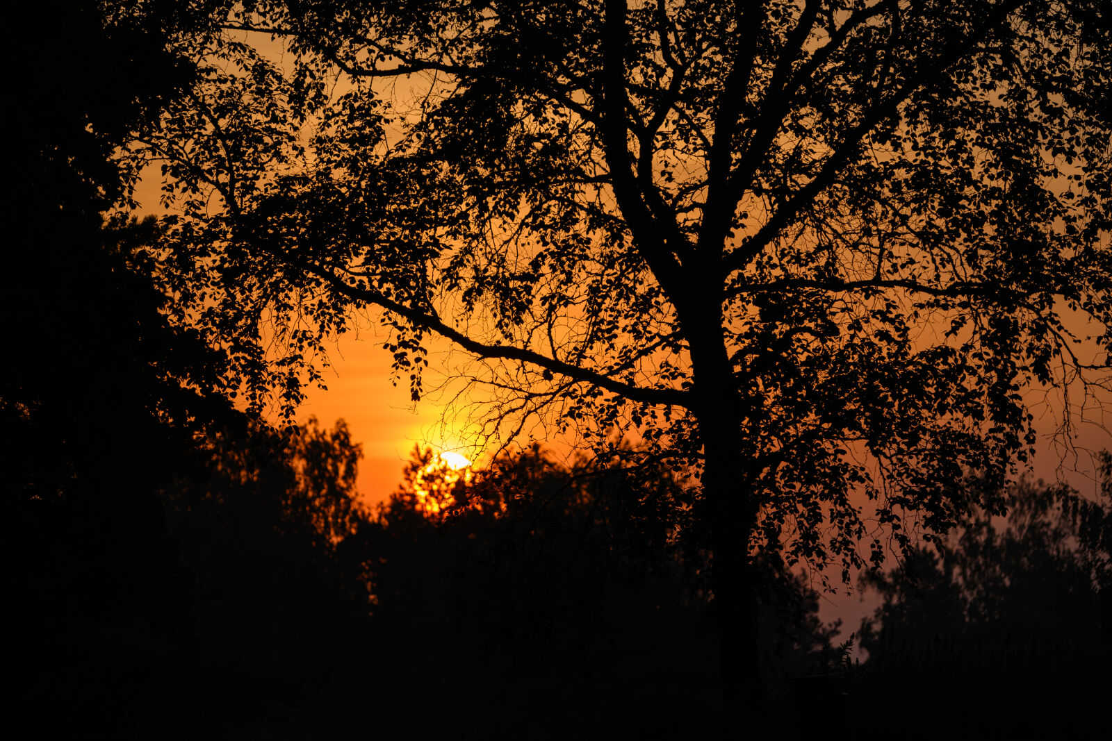 Nikon Z8 sample photo. Sunset tree photography