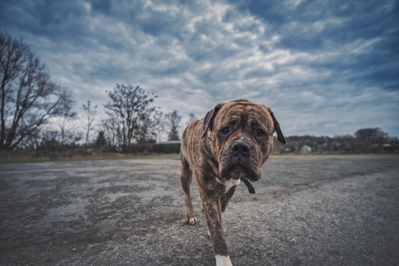 Fujifilm X-T2 sample photo. Dog, pet, animal photography