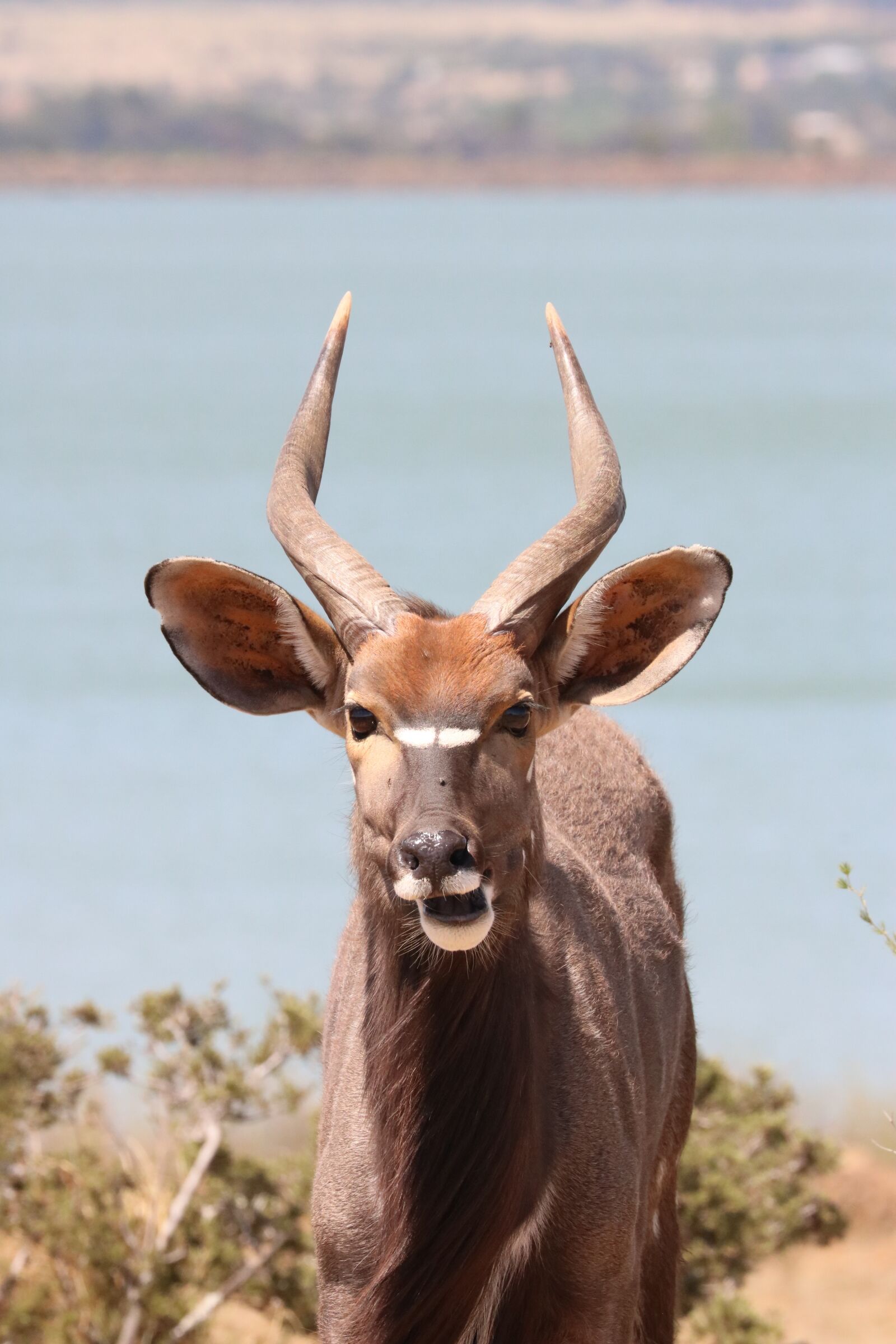 Canon EF 70-300mm F4-5.6L IS USM sample photo. Nyala, males, antelope photography