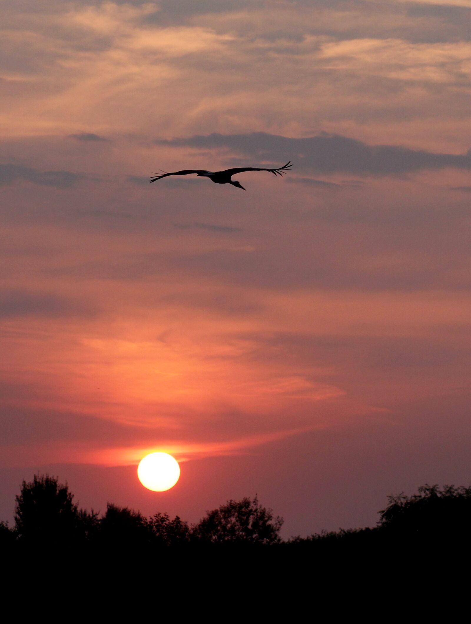 Canon EOS 700D (EOS Rebel T5i / EOS Kiss X7i) + Canon EF 85mm F1.8 USM sample photo. Sunset, sun, stork photography